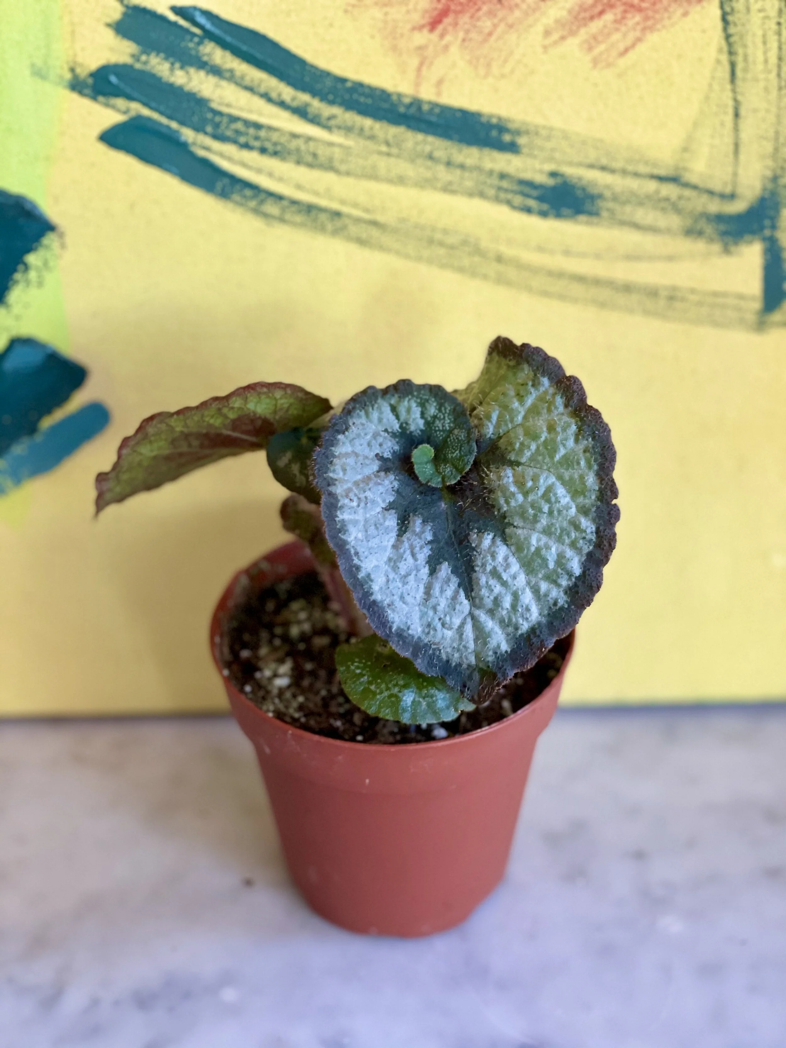 Begonia Escargot.jpeg