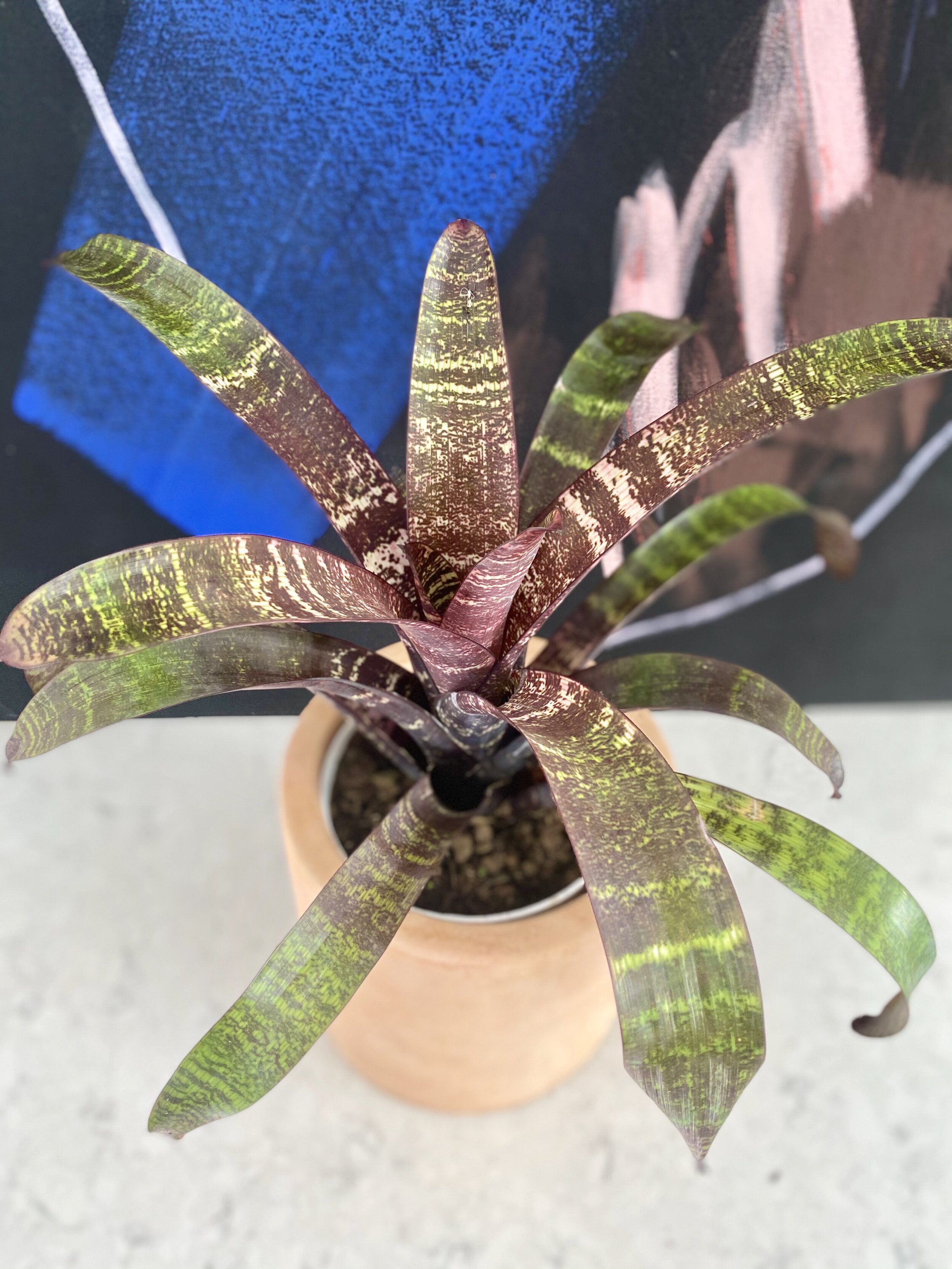 Neoregelia Hawaiian.jpeg