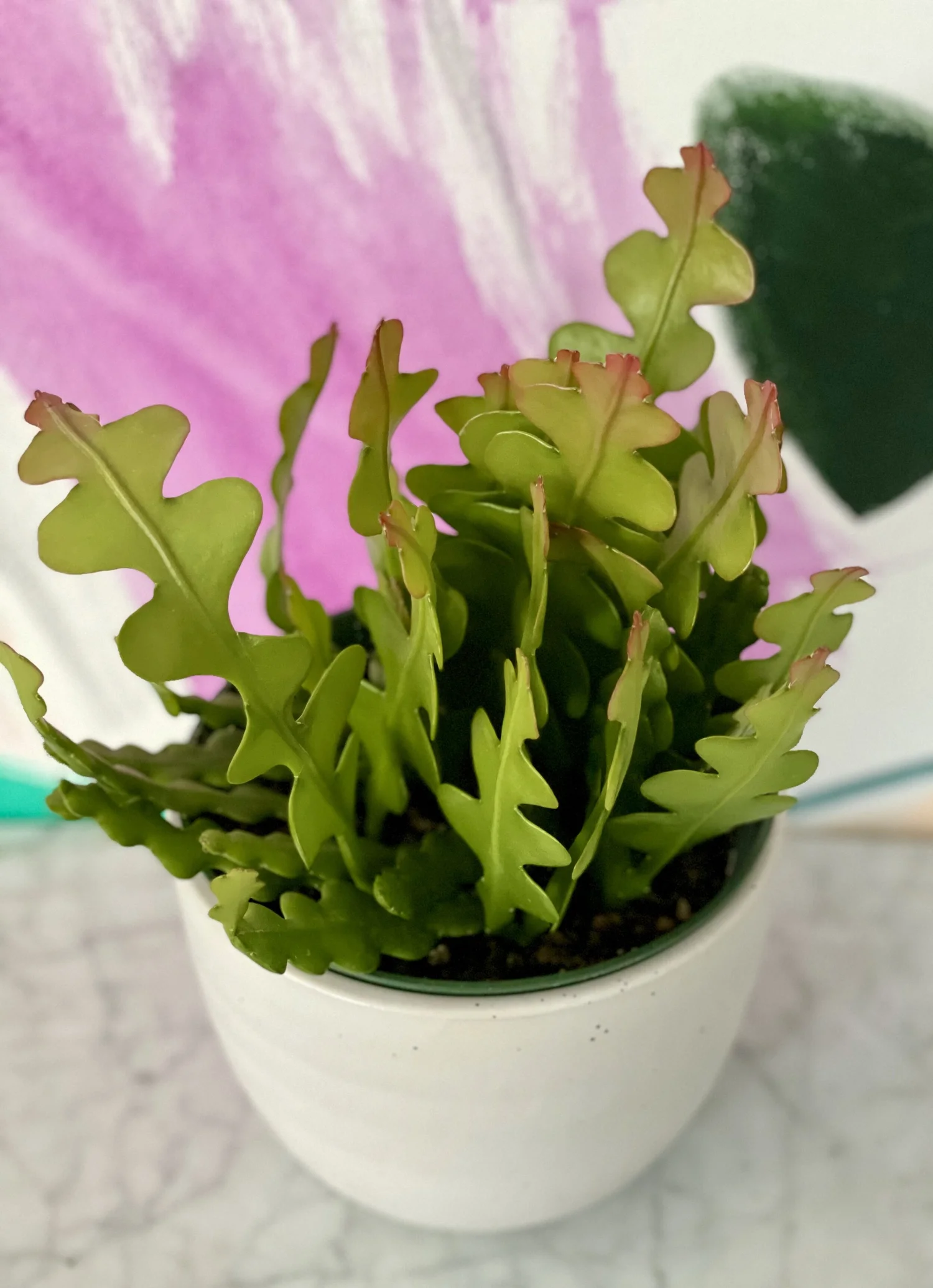 Zig Zag Cactus  The Tender Gardener