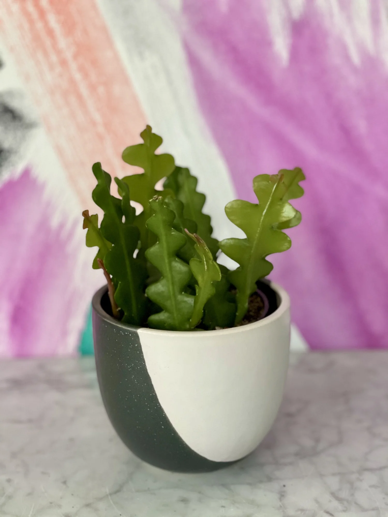 Zig Zag Cactus  The Tender Gardener