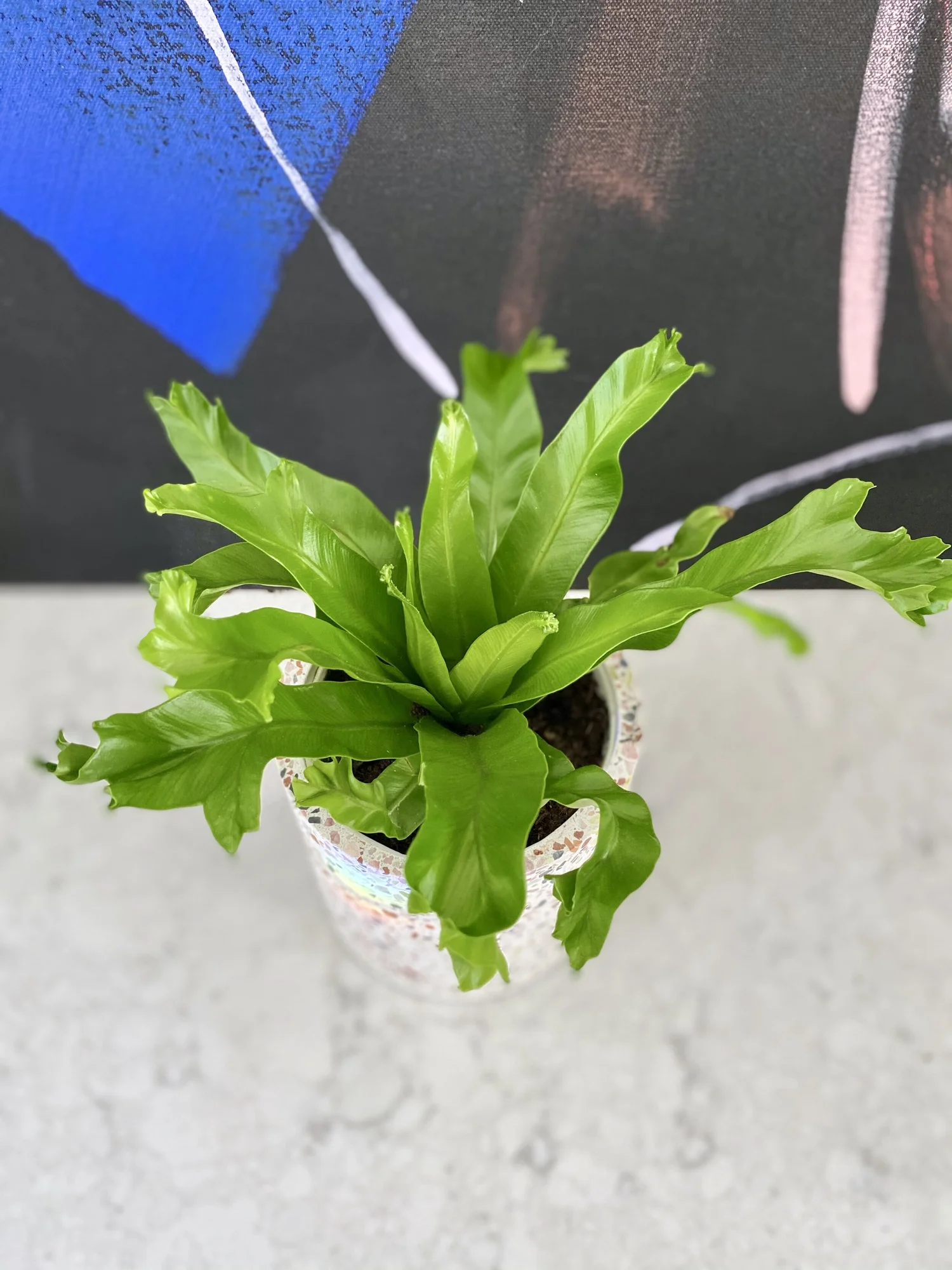 grow bulbs for indoor plants Plant Grow Light,BESTVA LED Growing Light Full Spectrum for Indoor Pla –  BESTVALED main image 0
