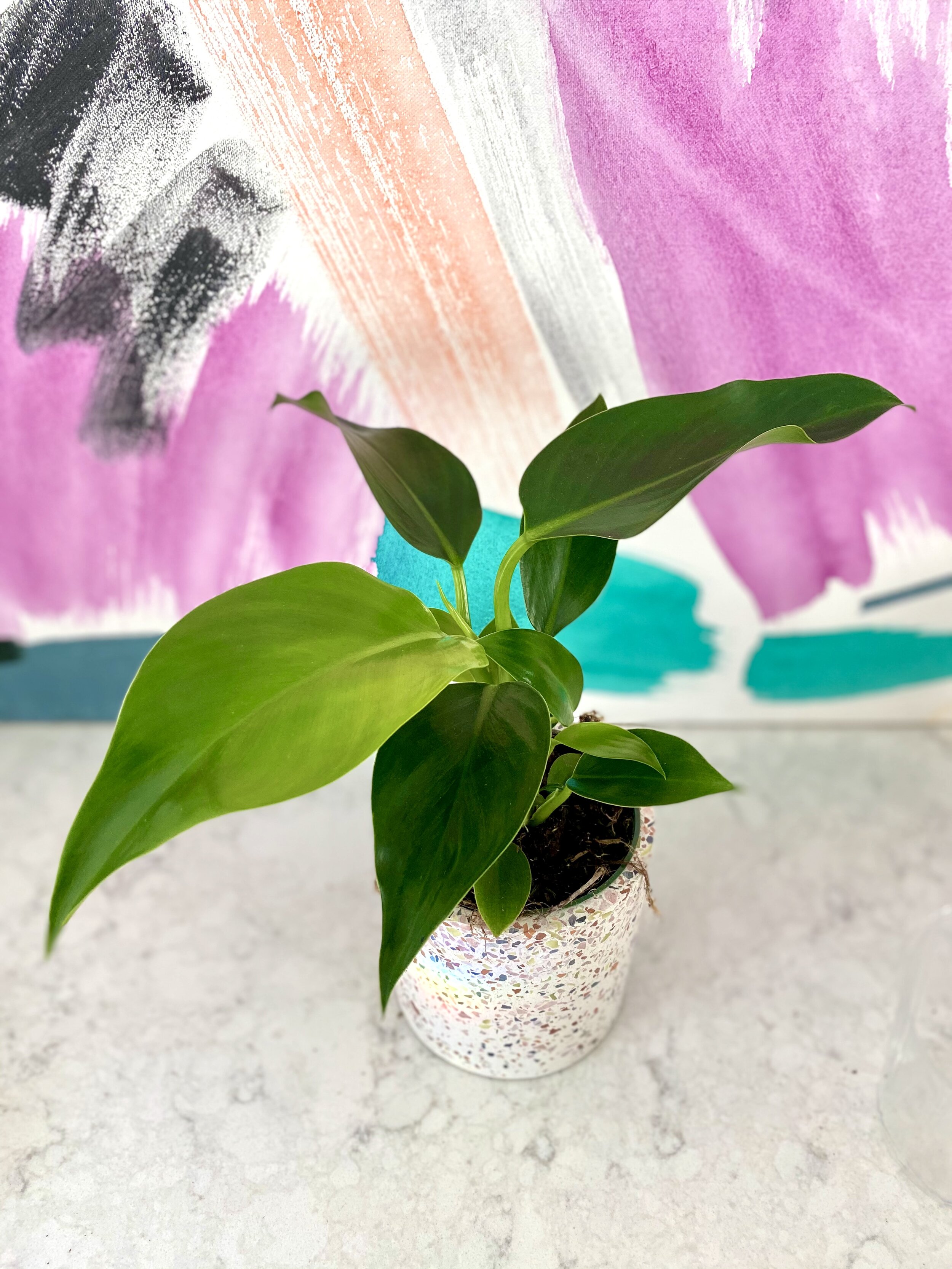 Philodendron Congo green.jpeg