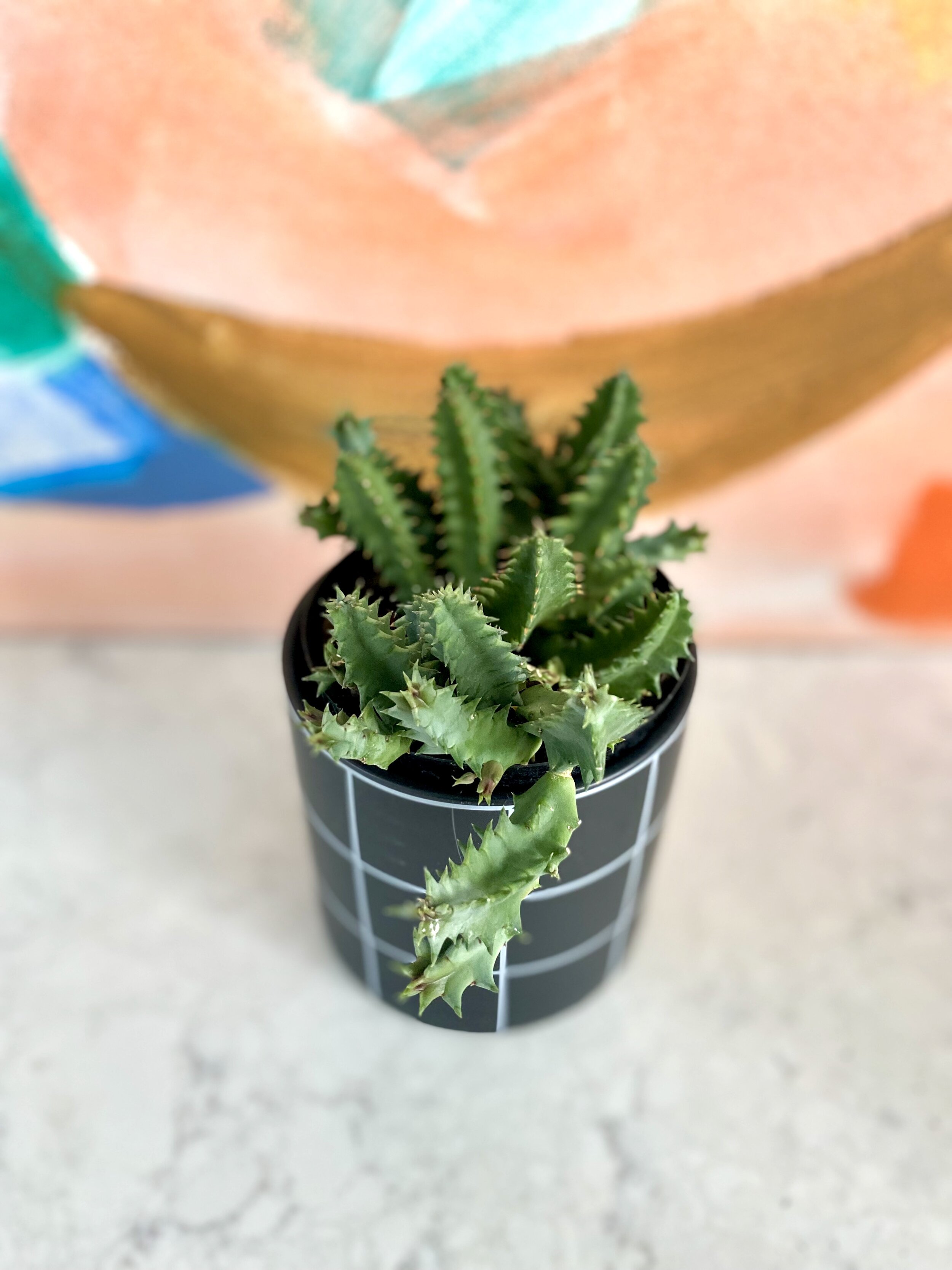 Huernia zebrina.jpeg