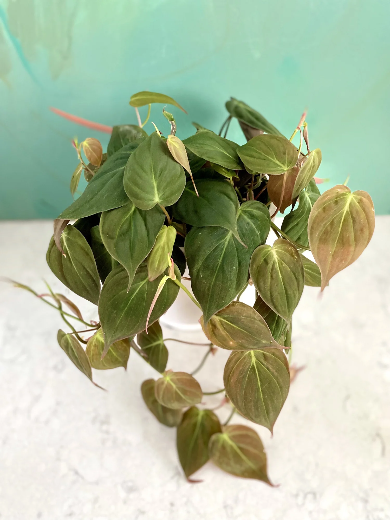 plant air plants Air Plant Tree – Orchid Republic Floral Boutique main image 1