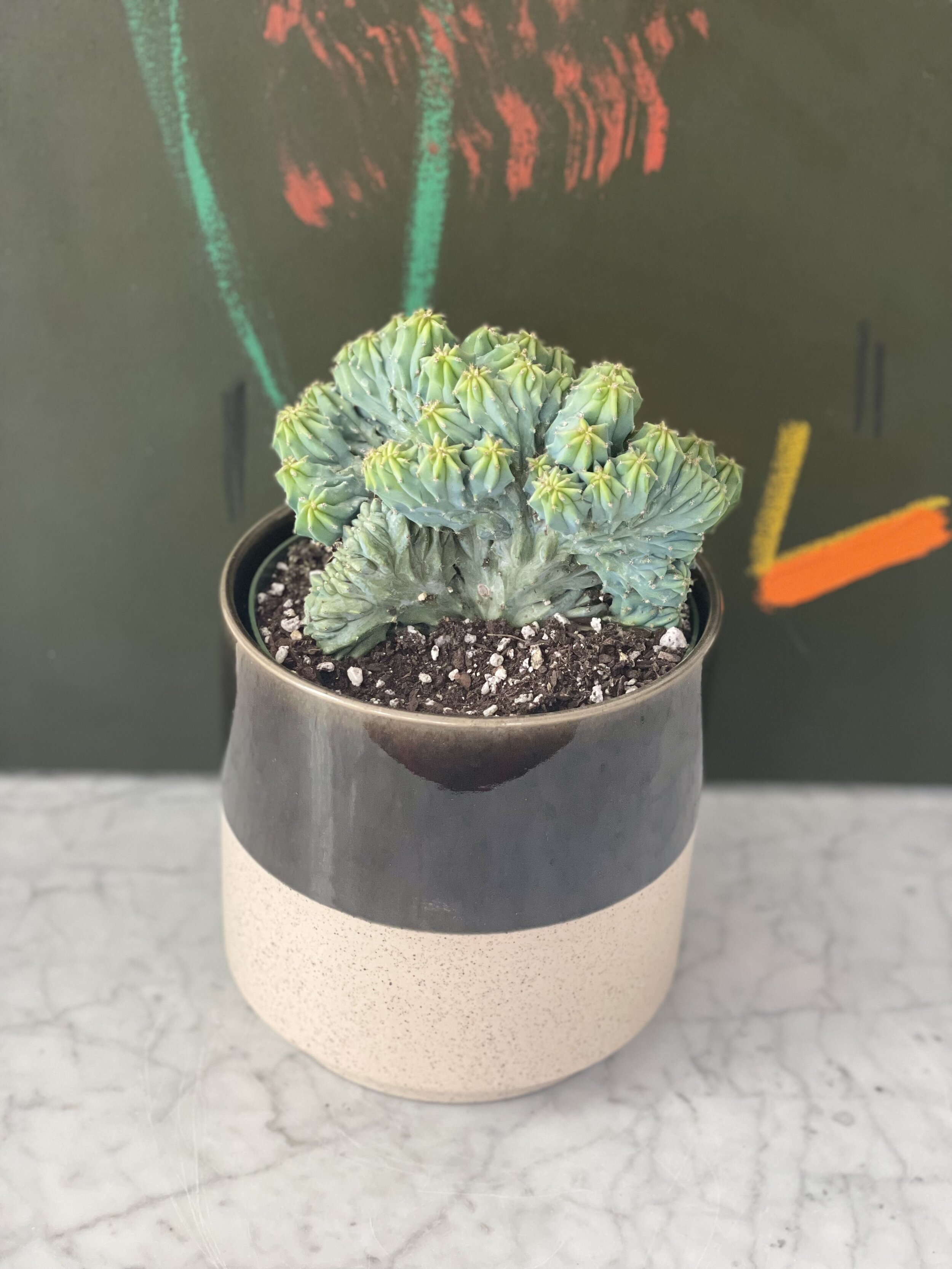 Myrtillo cactus Geometrize.jpeg