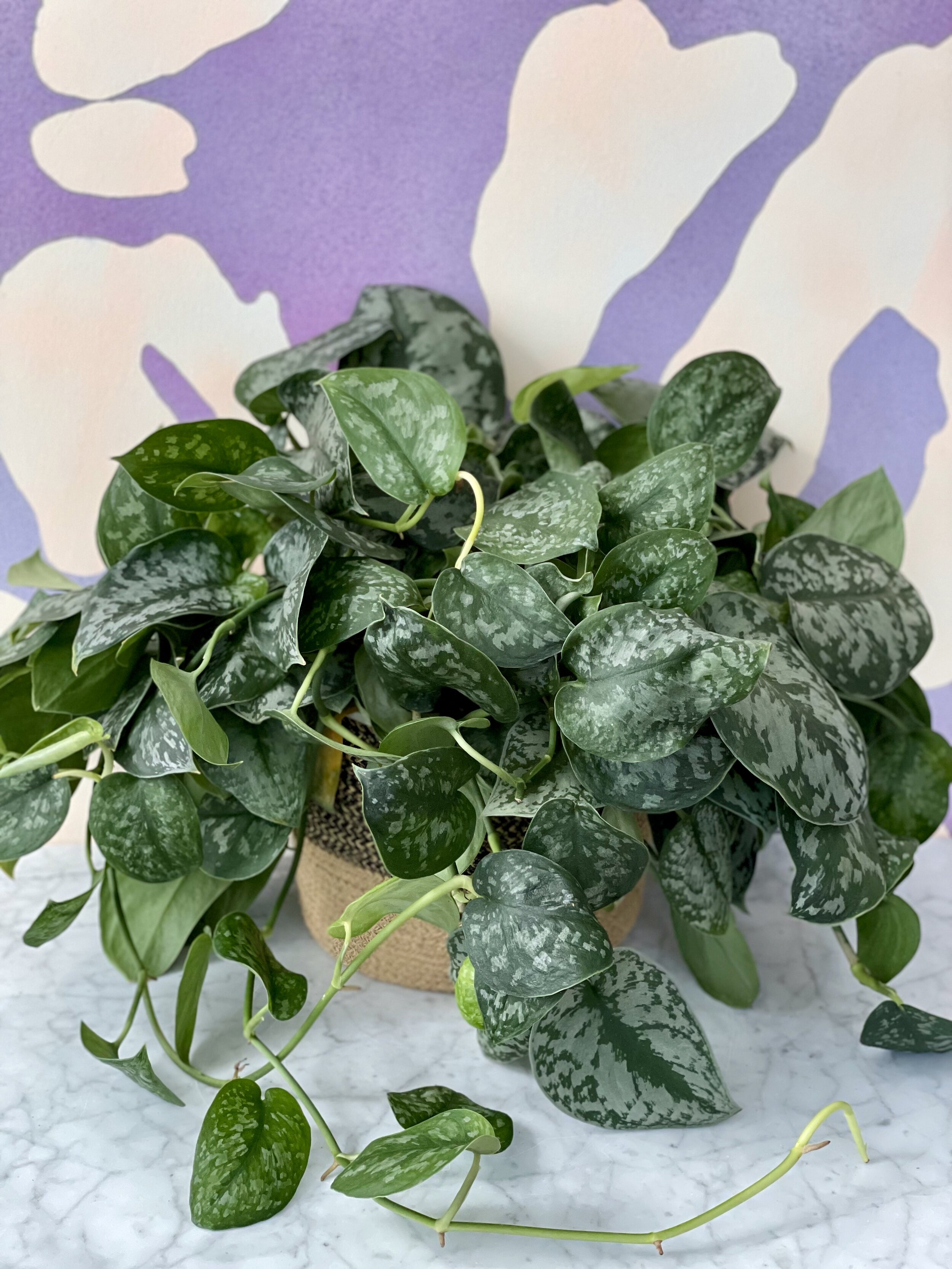 satinpothos8in.jpeg