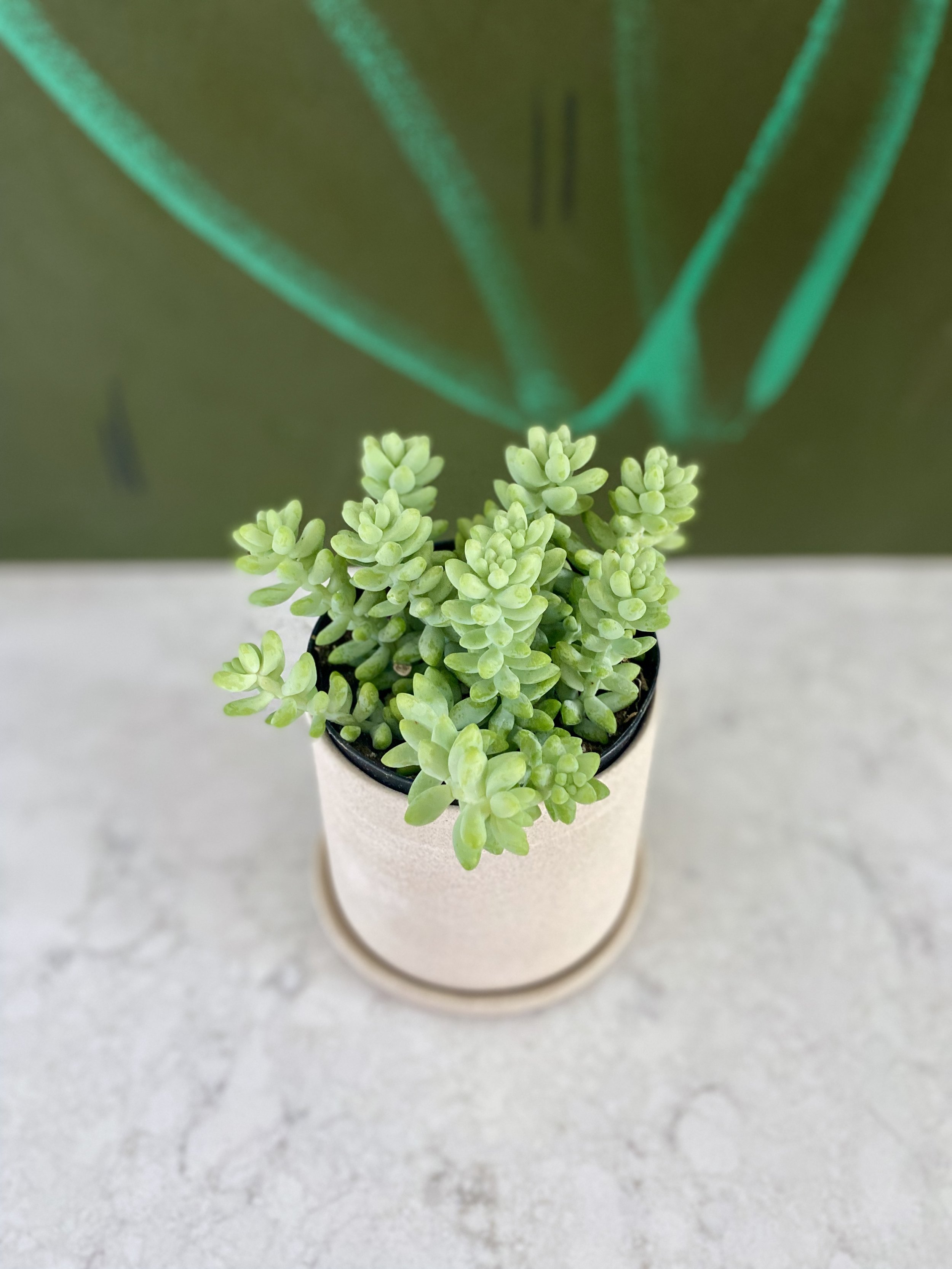 Burros Tail.jpeg