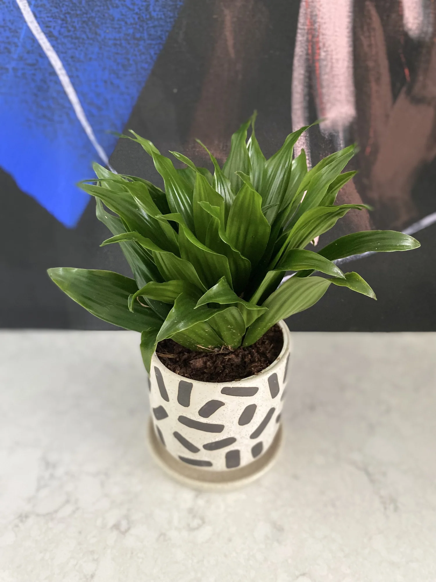 dracena frag Dracaena fragrans 'Burundii'  Glossy Green Indoor Cane