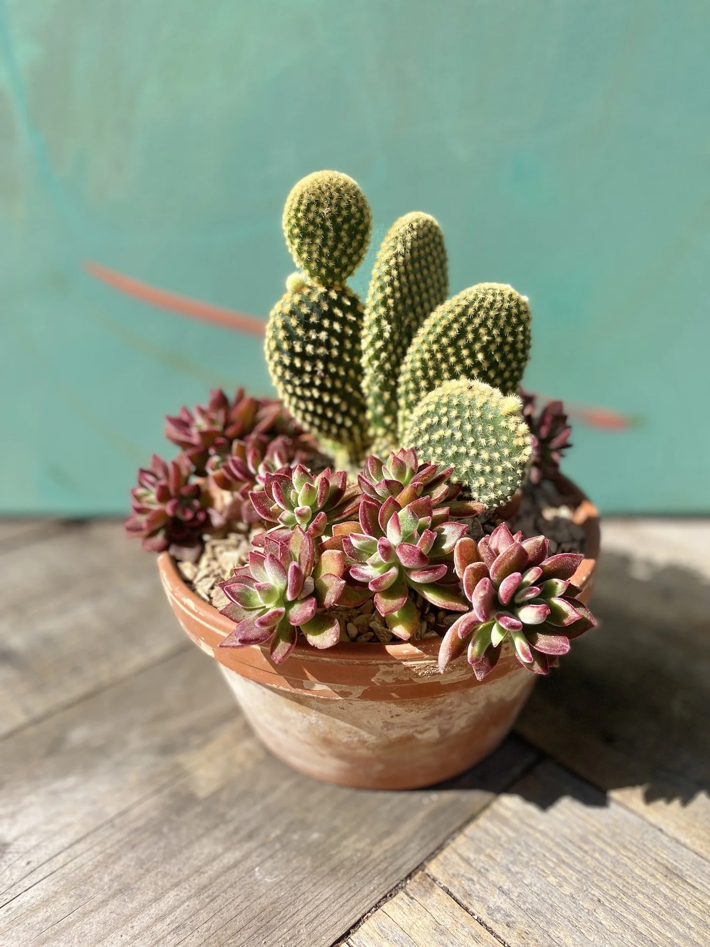 Succulents and Cactus Arrangement "Ruby Bunny"  The Tender Gardener