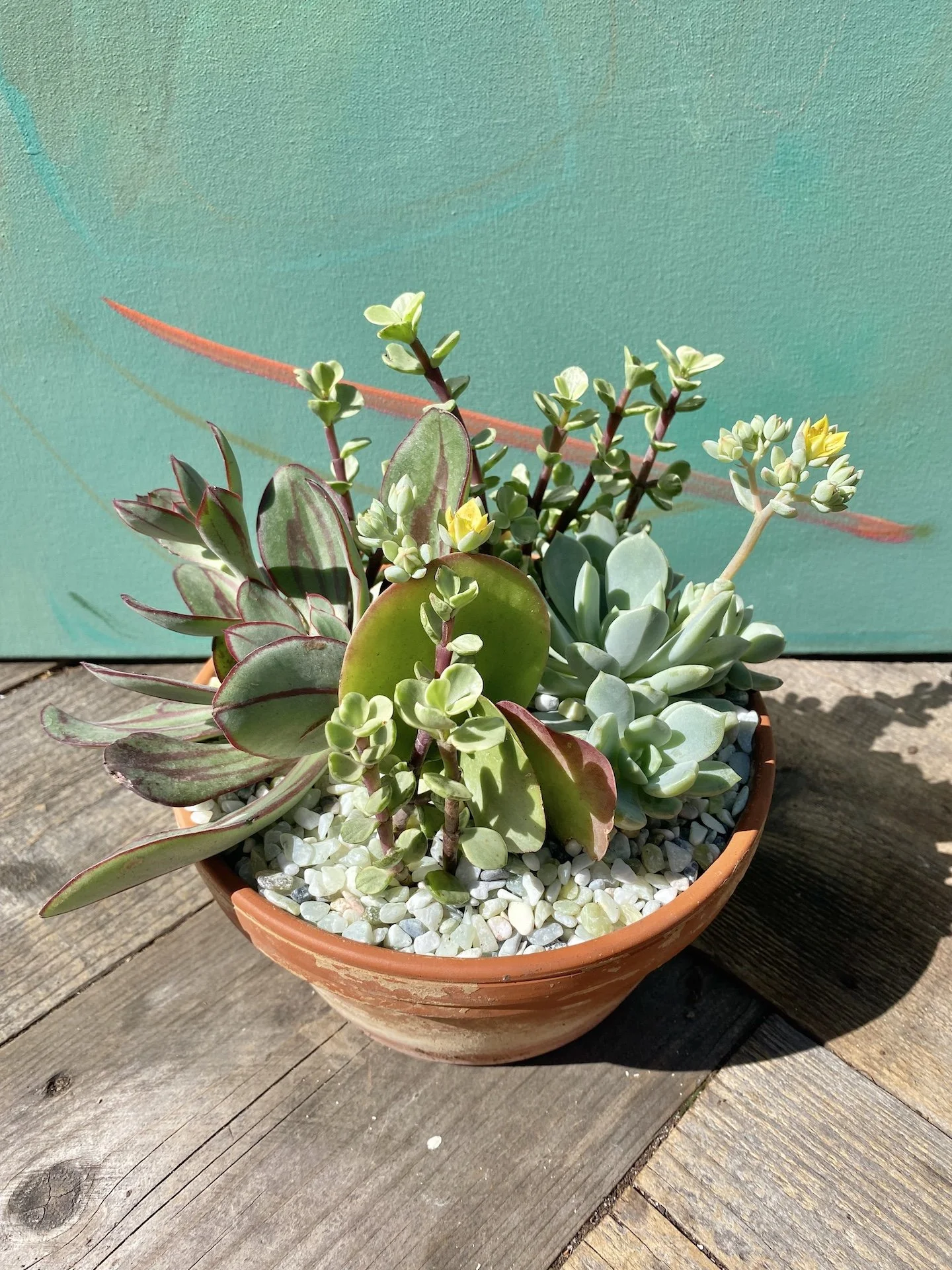 Succulent Arrangement "Rainbow Jack"  The Tender Gardener