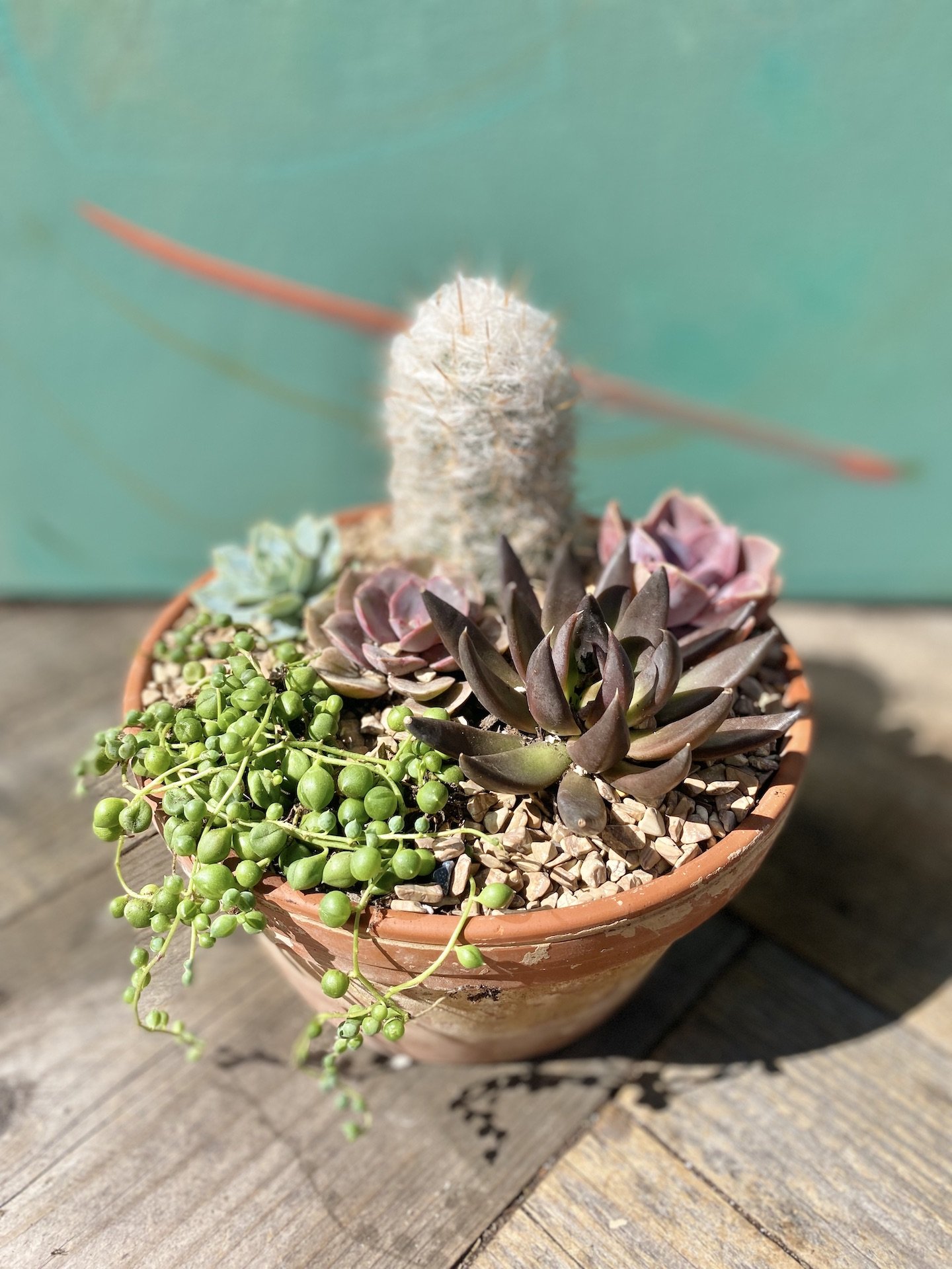 Succulent and Cactus Arrangement 