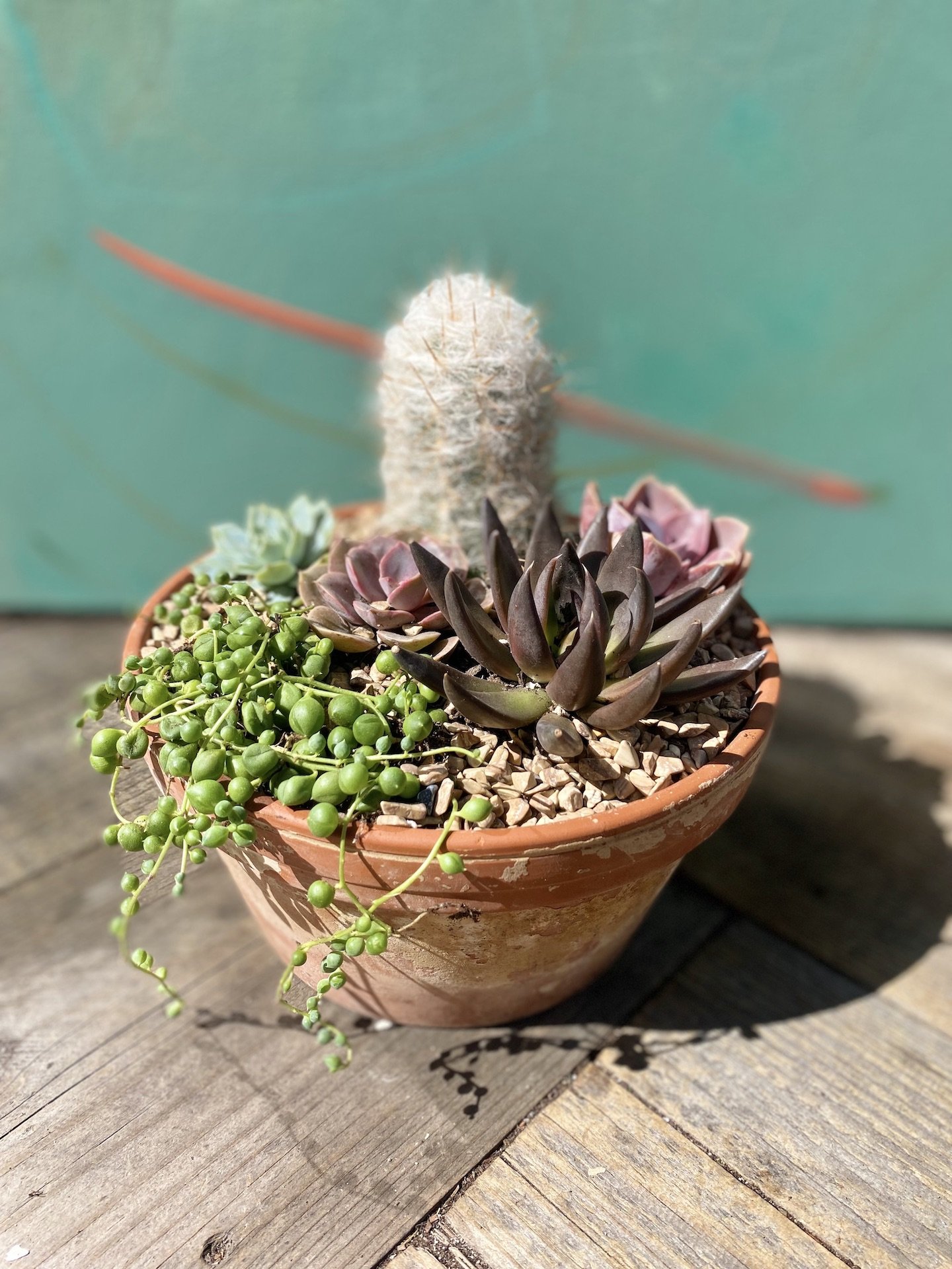 Succulent and Cactus Arrangement 