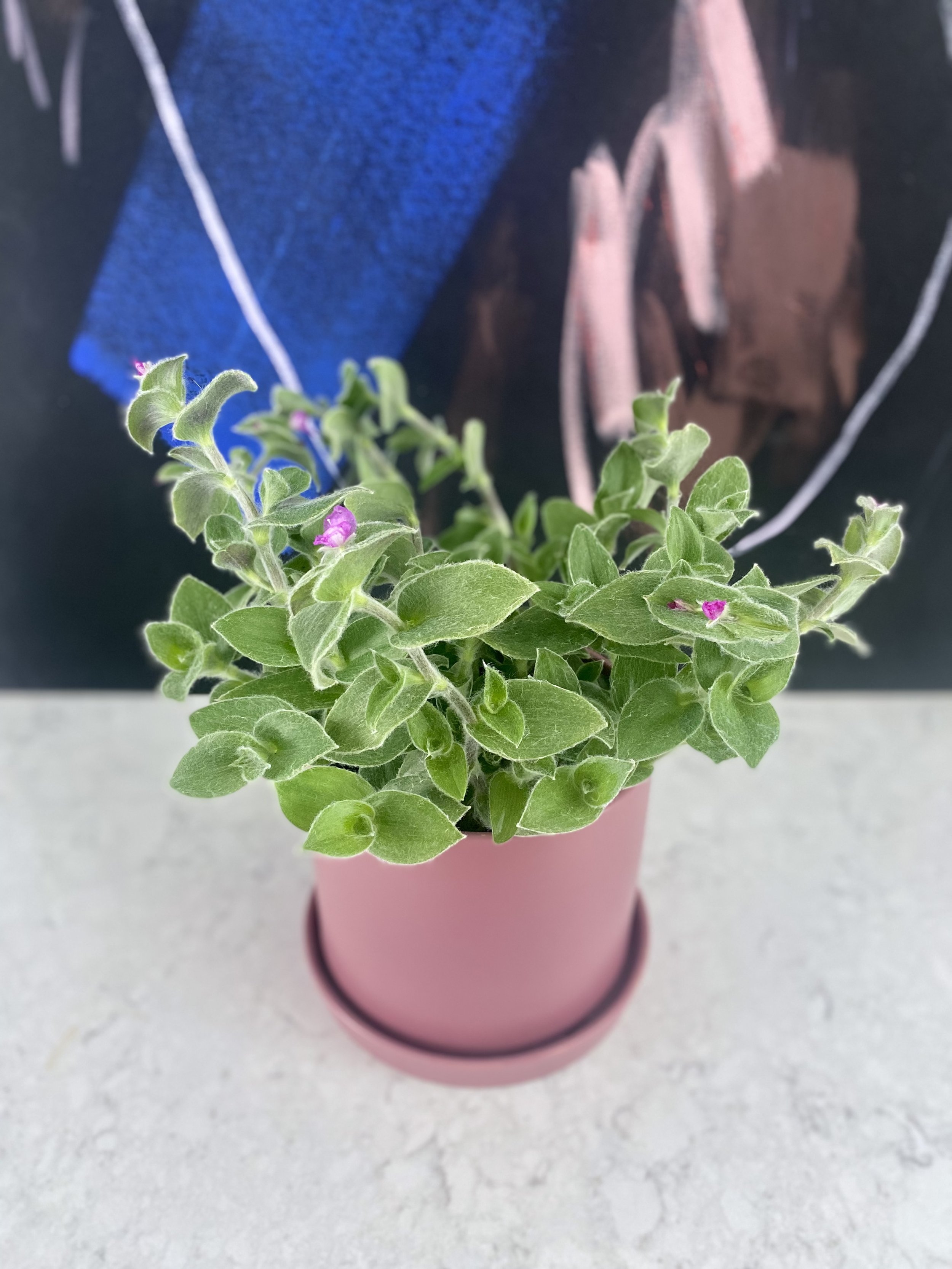 Tradescantia purple.jpeg