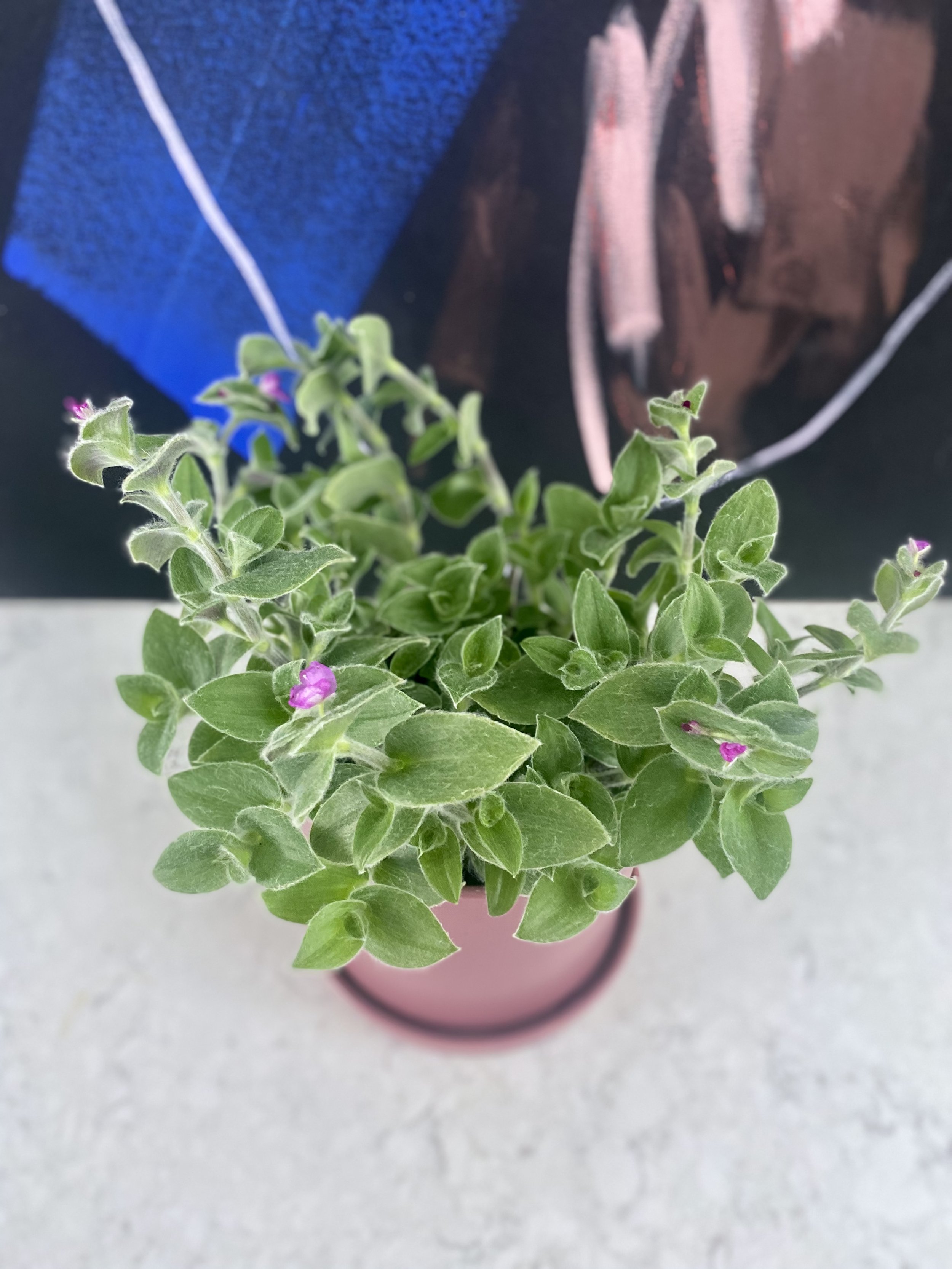 Tradescantia.jpeg
