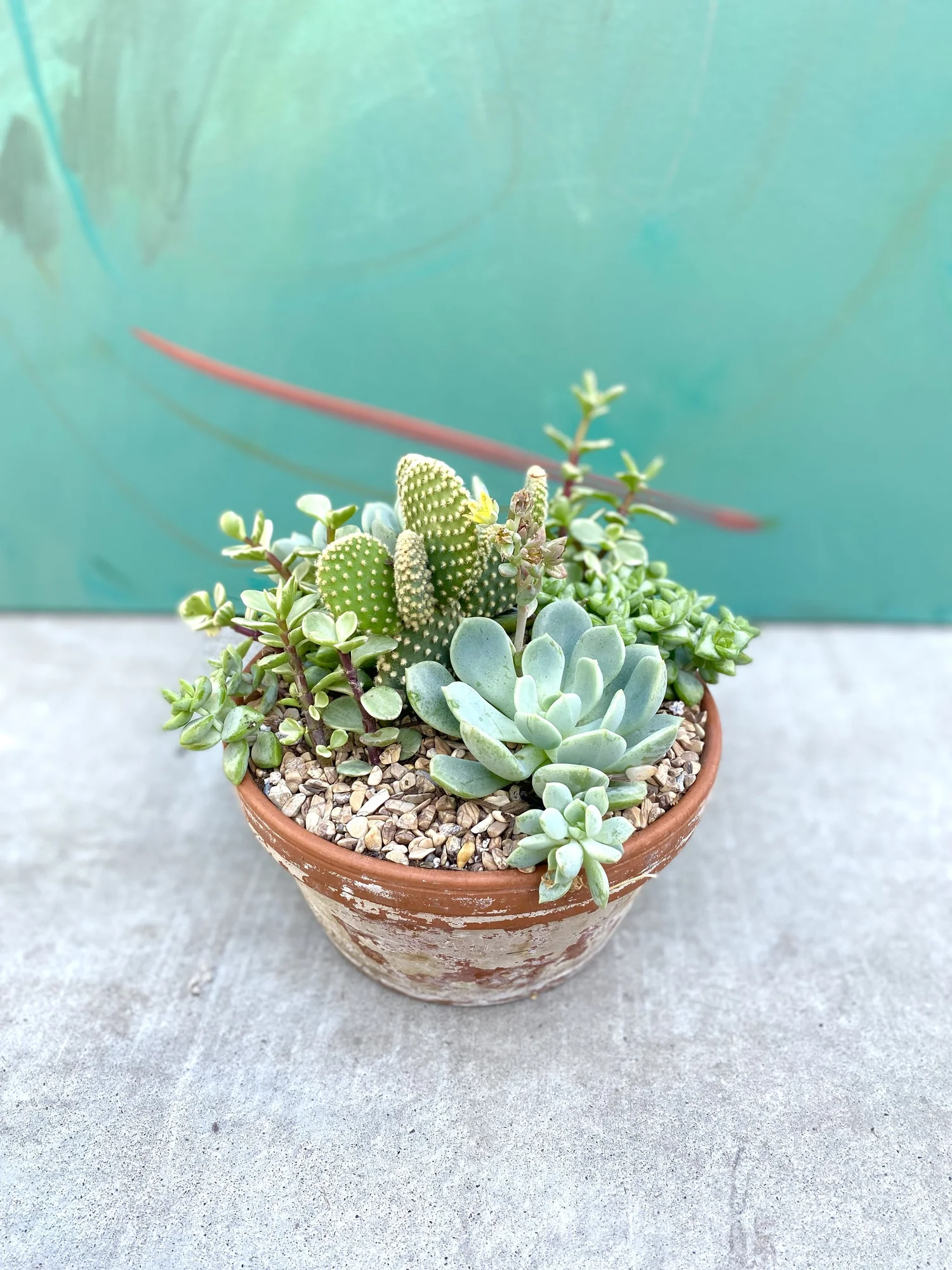honey cactus Real Live Succulent Cactus Plant : Echeveria 'Honey pink' – Succulent Zone main image 0