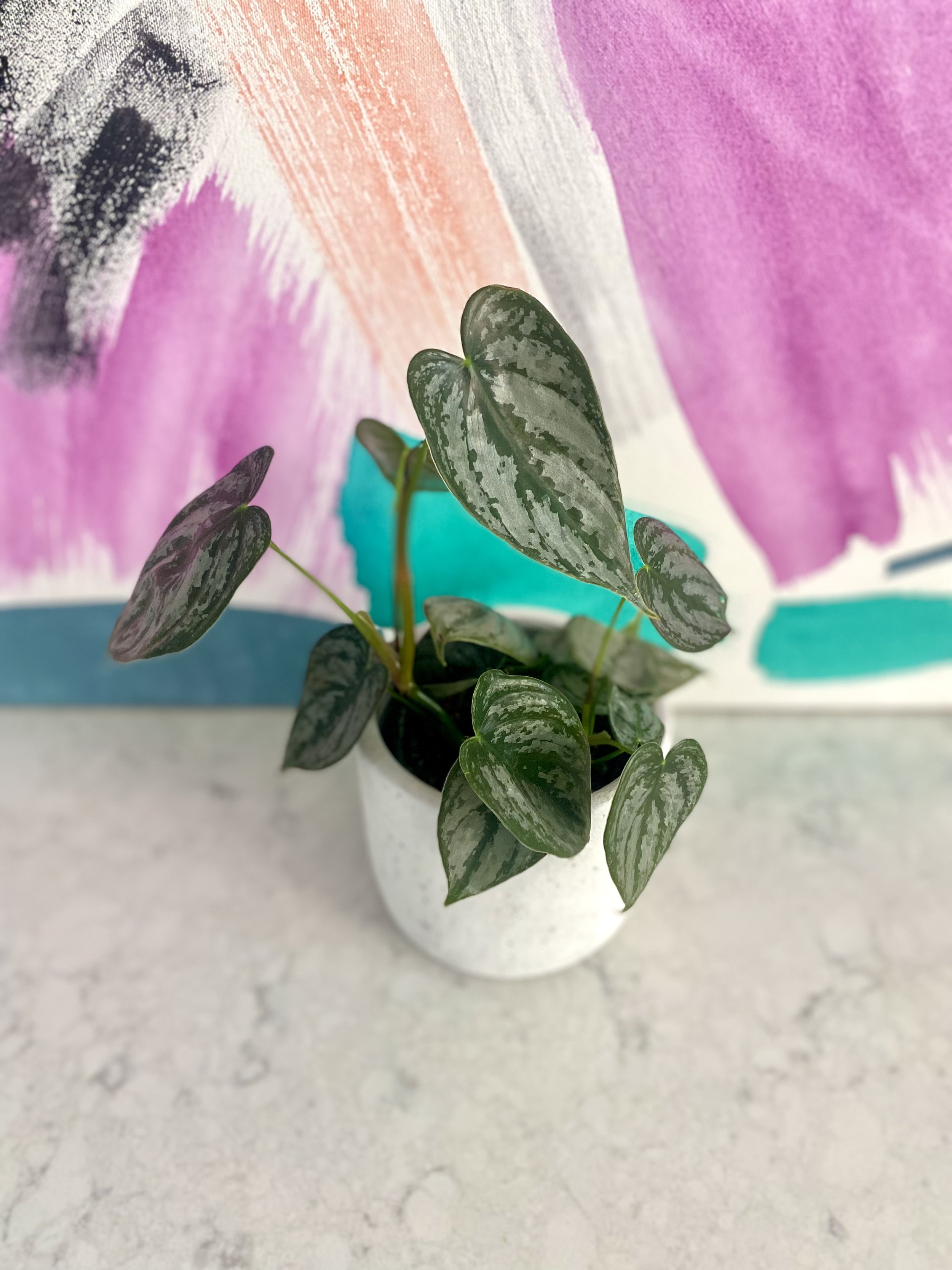 Philodendron brandtianum.jpeg