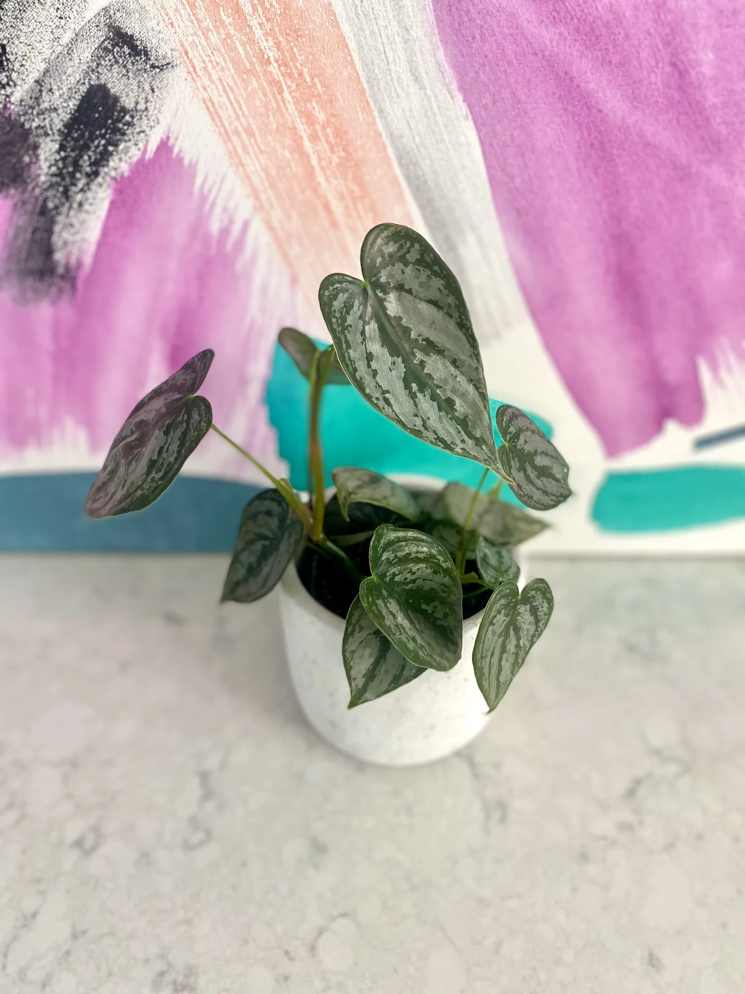 Philodendron Brandtianum  The Tender Gardener