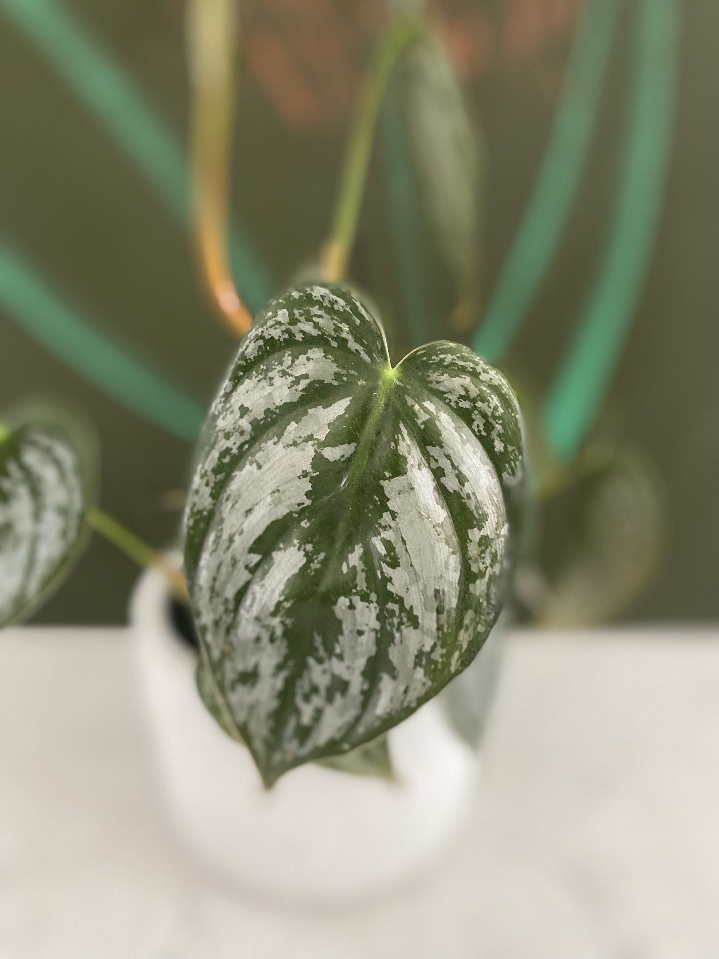 Philodendron brandtianum 1.jpeg