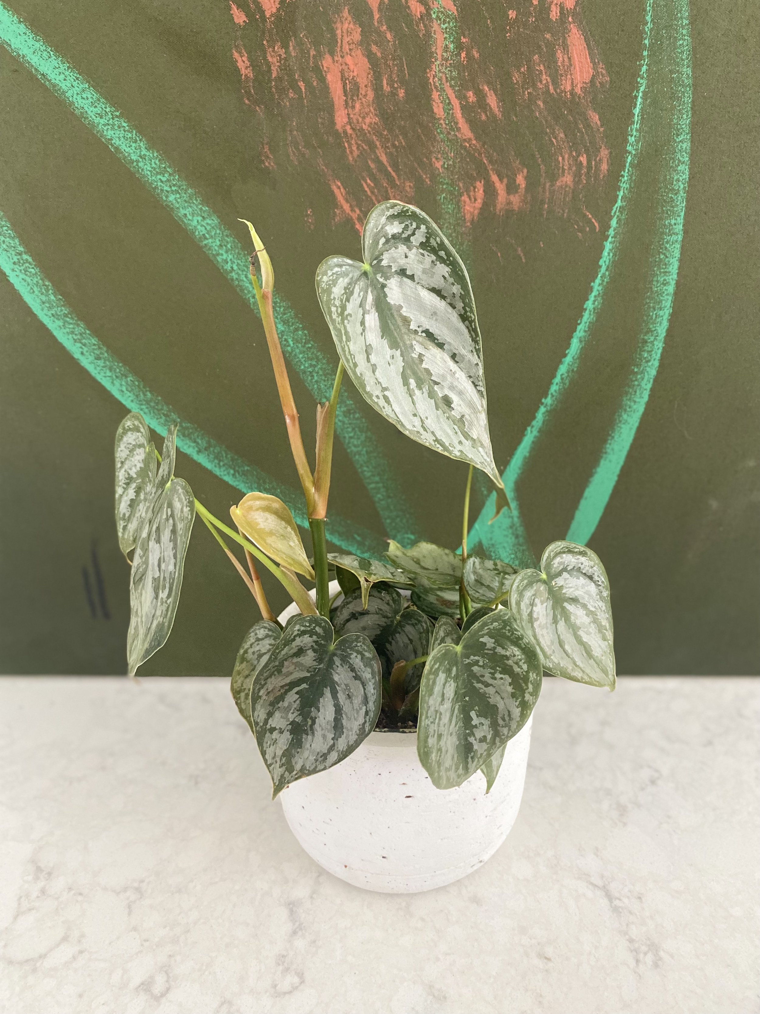 Philodendron brandtianum 2.jpeg