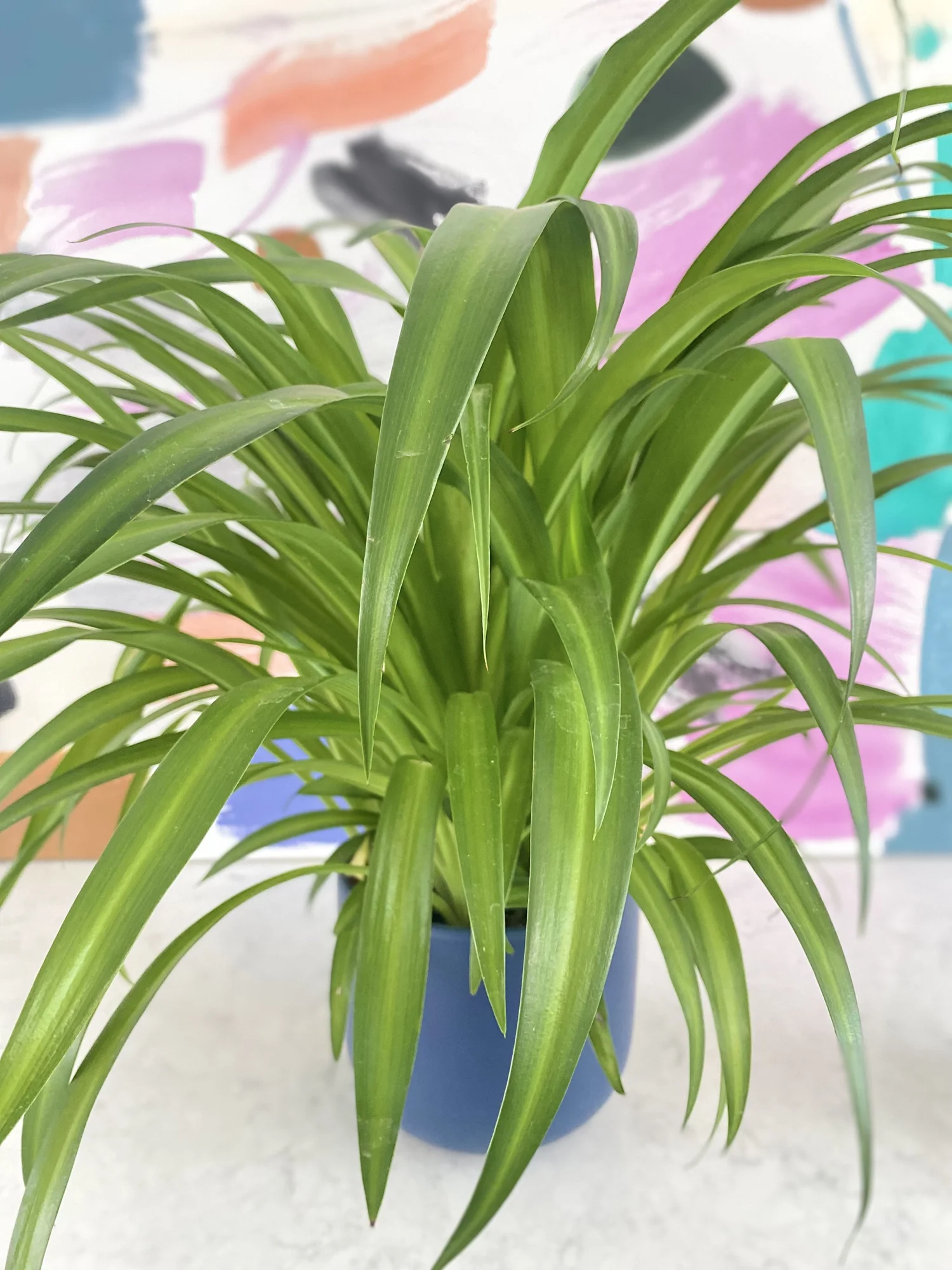 Green Spider Plant  The Tender Gardener