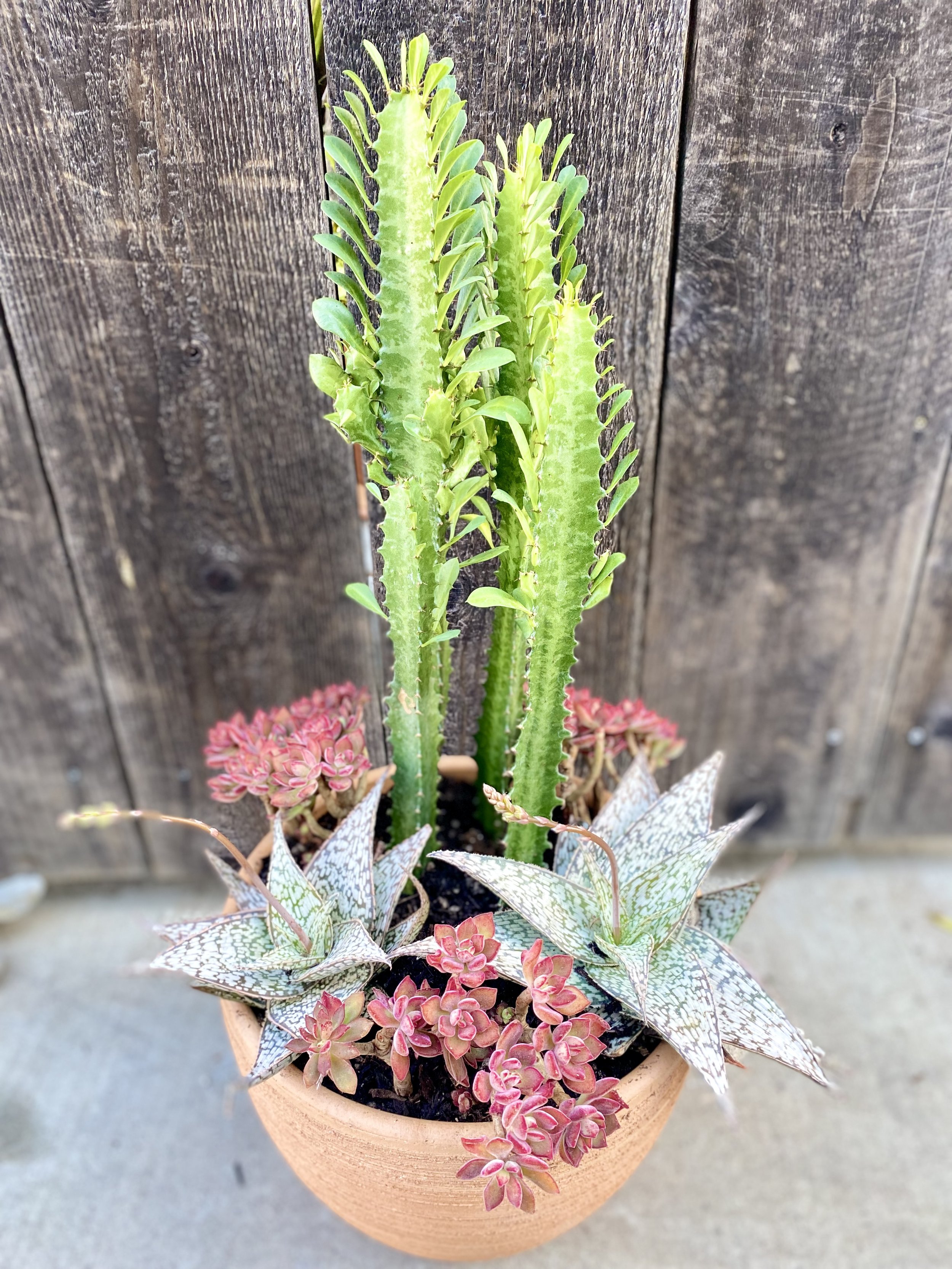 Euphorbia and aloe.jpeg