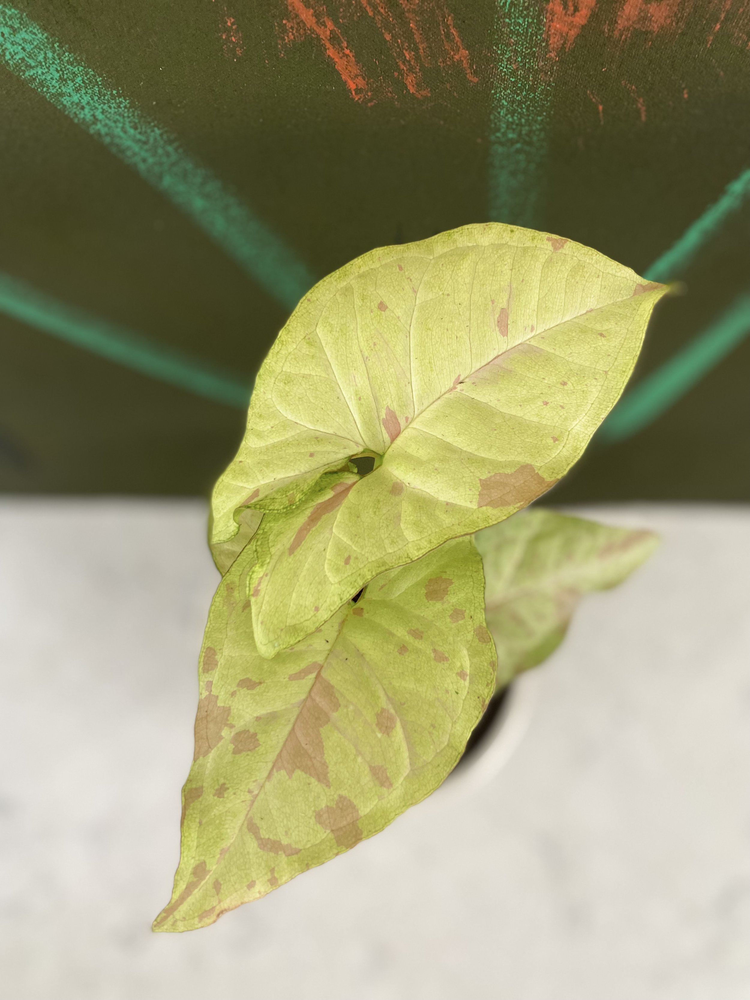 Syngonium Confetti detail.jpeg