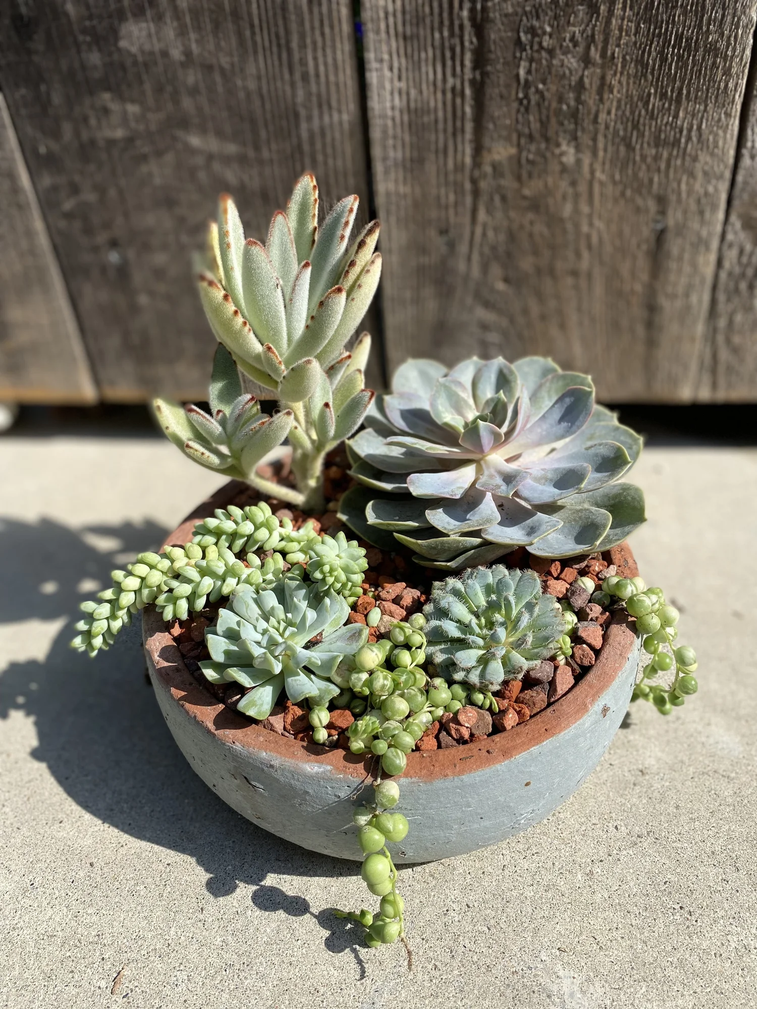 Succulent bowl  The Tender Gardener