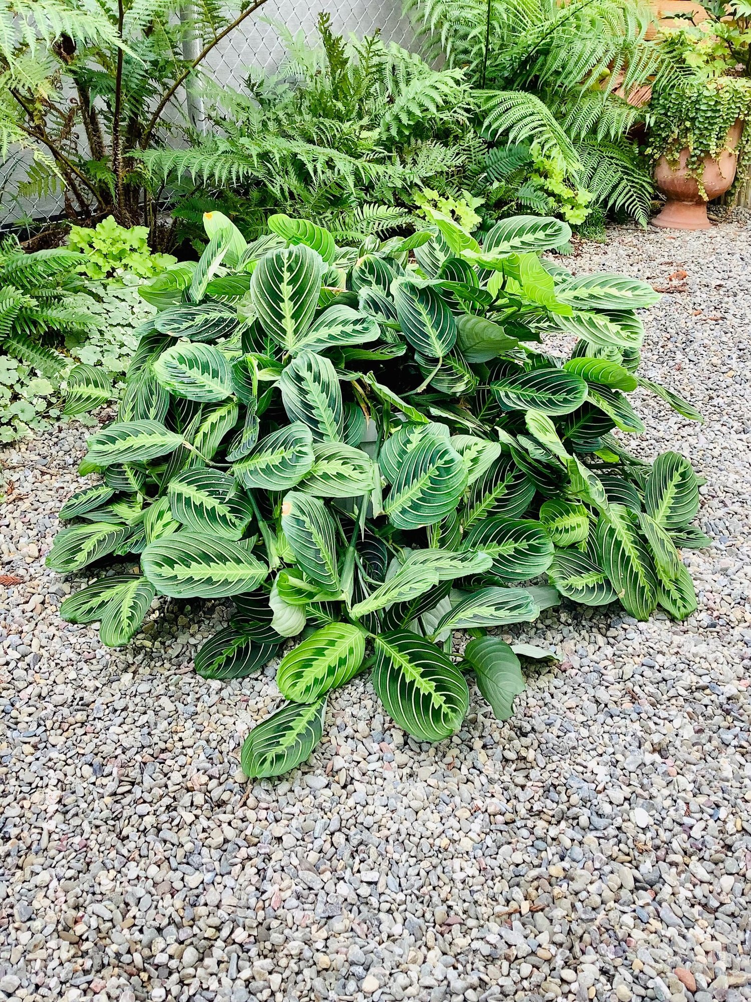 dracaena spike Dracaena Spikes Seeds - 25 Count - Dracaena Fragrans main image 0