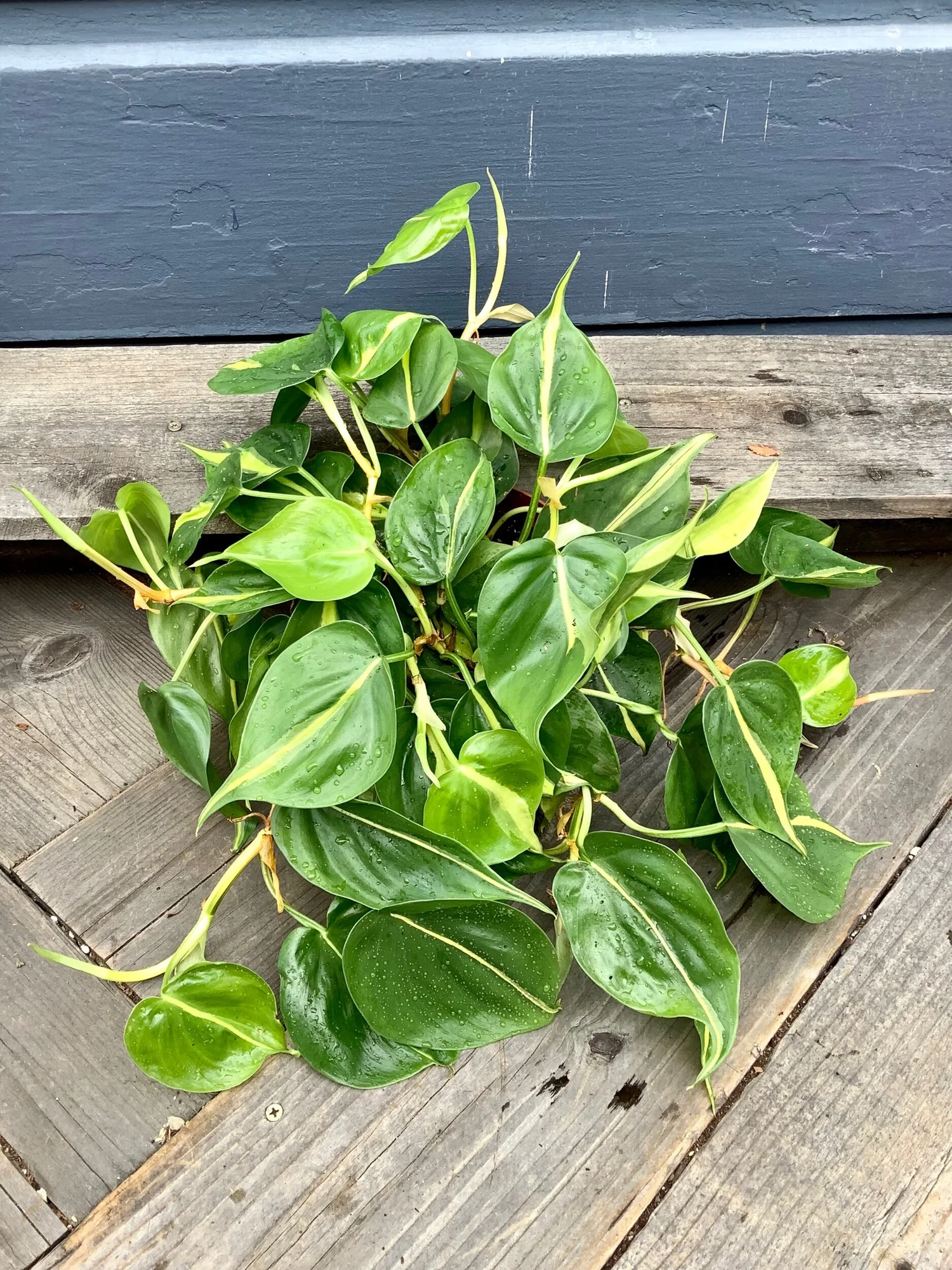 Philodendron Brasil  The Tender Gardener