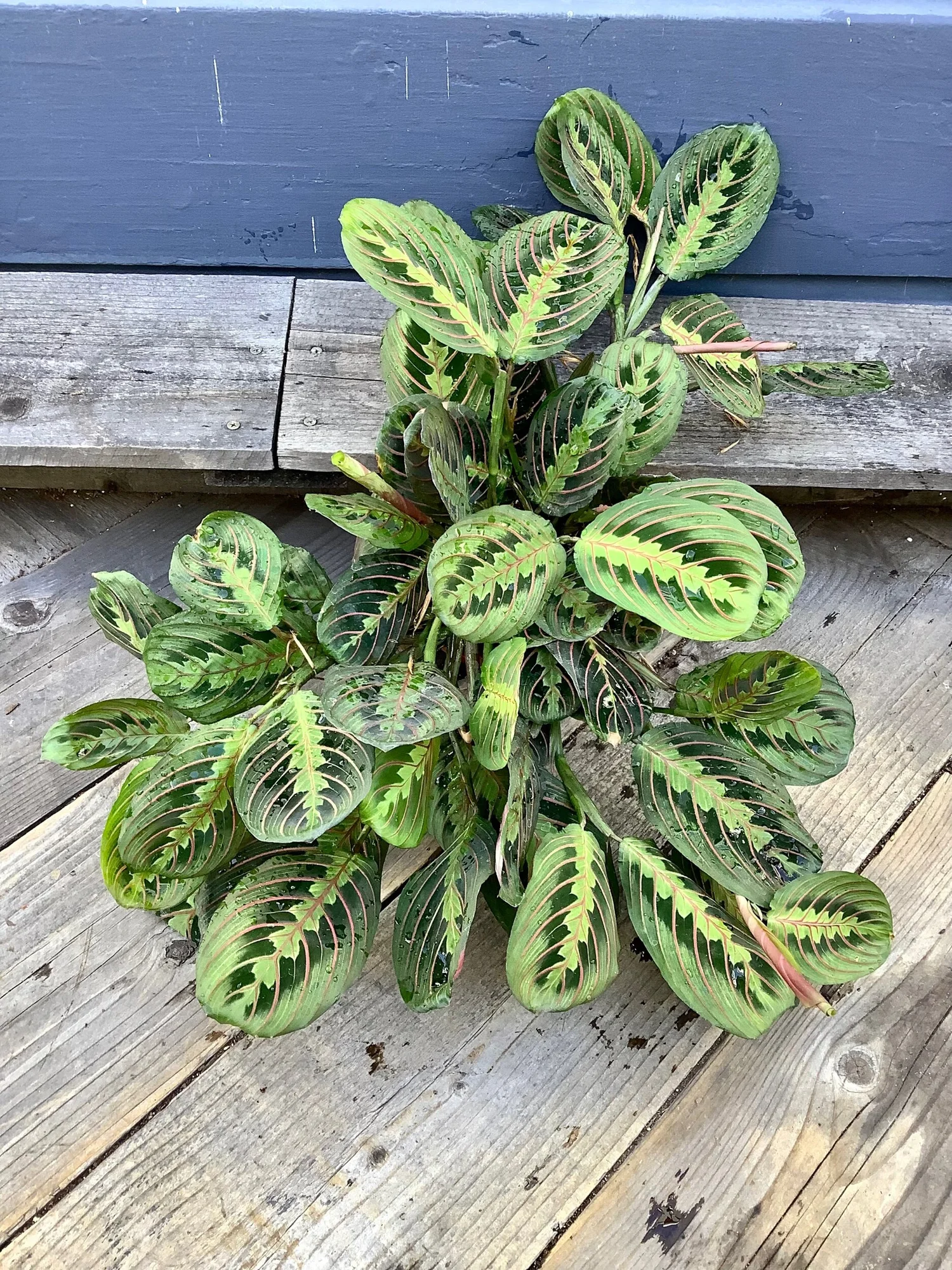 Maranta Red, Prayer Plant  The Tender Gardener