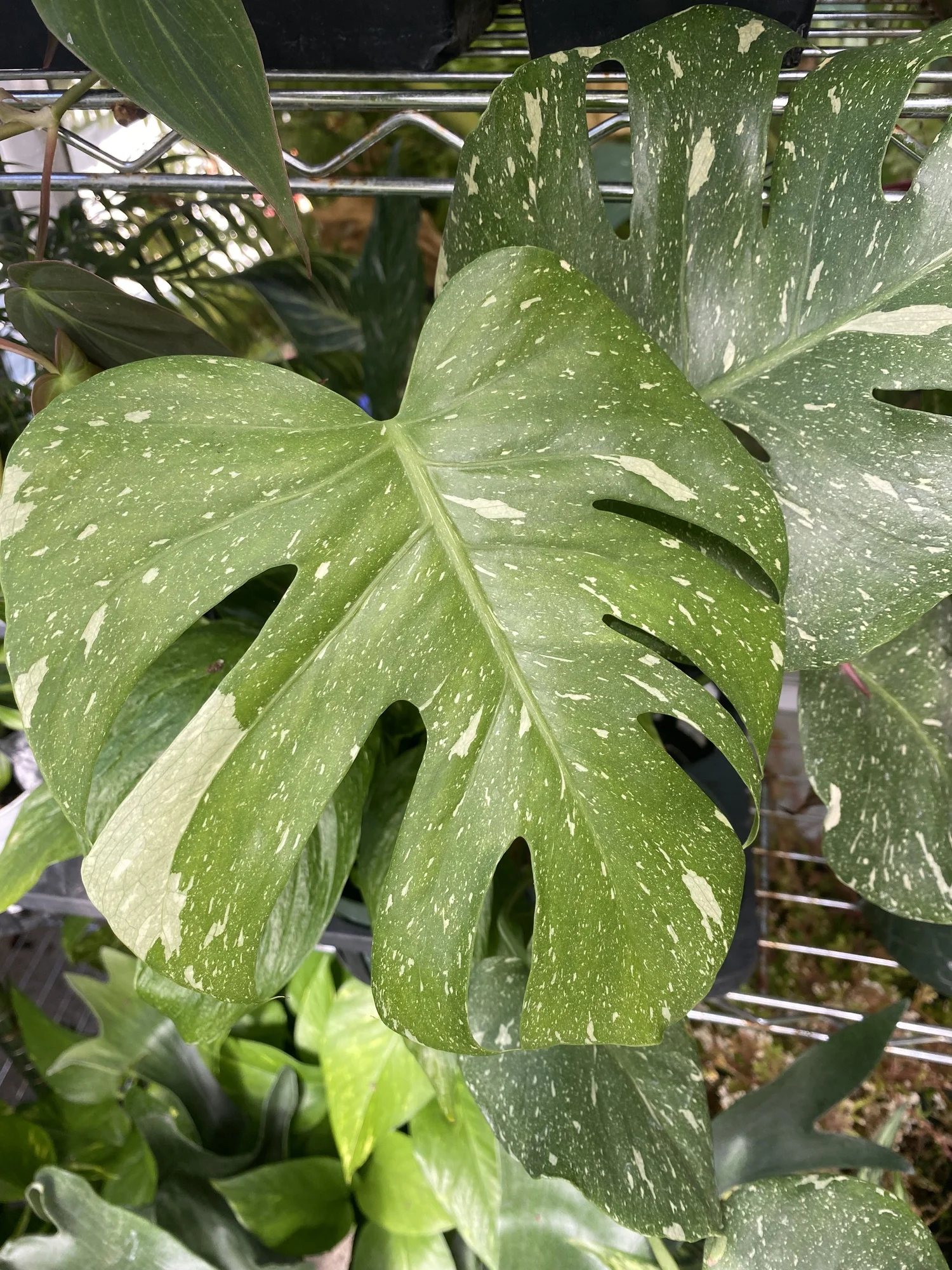 philodendron with fuzzy stem Philodendron Fuzzy Petiole – Lost in the Forrest main image 1