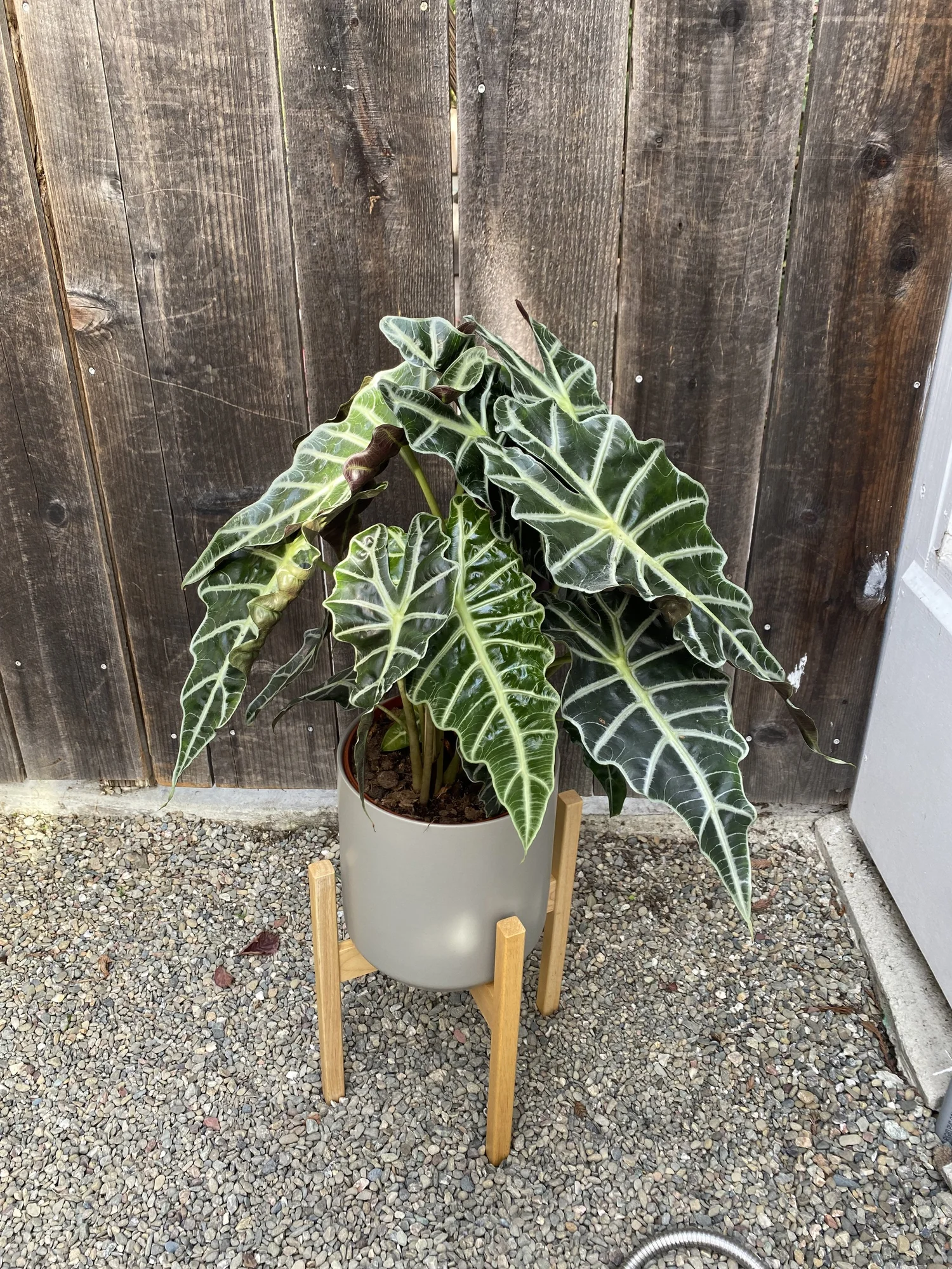 Alocasia Polly, African Mask Plant — The Tender Gardener