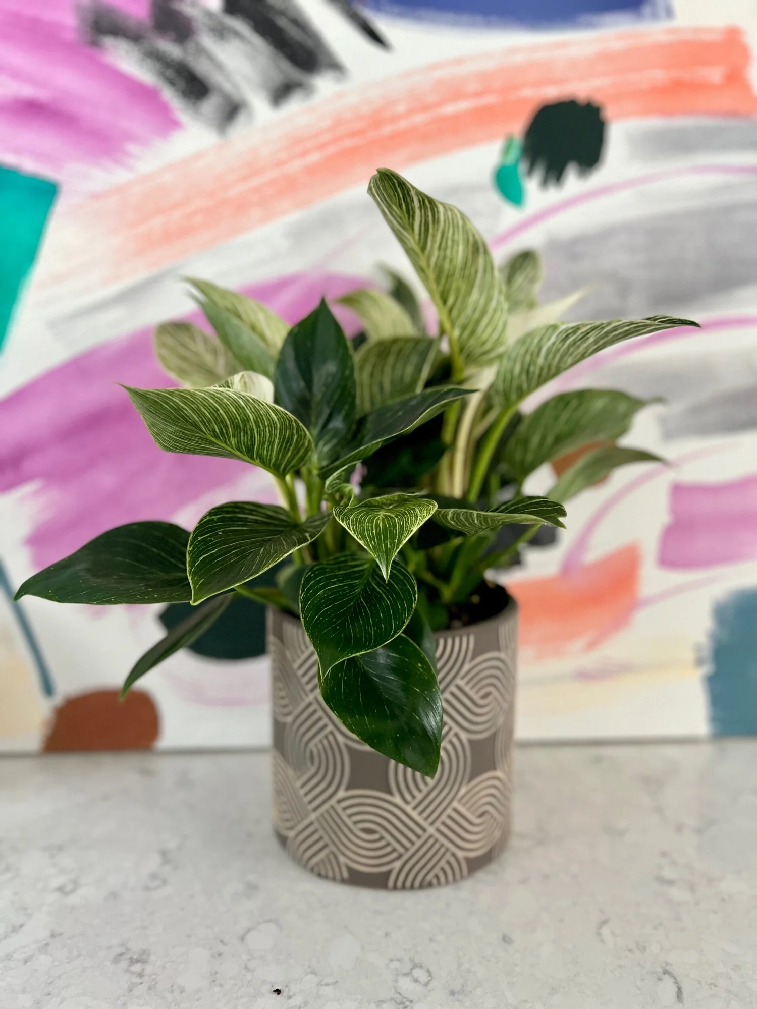 Philodendron Birkin  The Tender Gardener