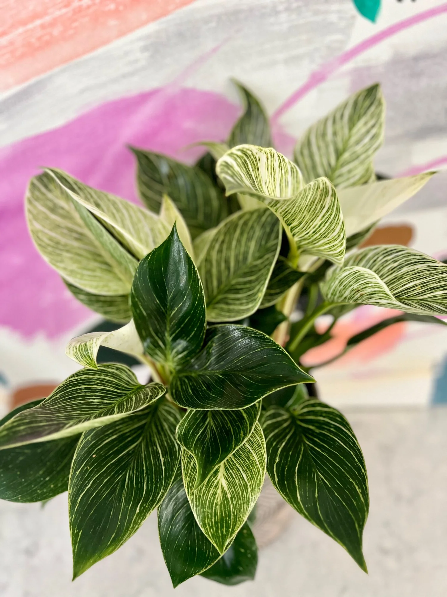 Philodendron Birkin  The Tender Gardener