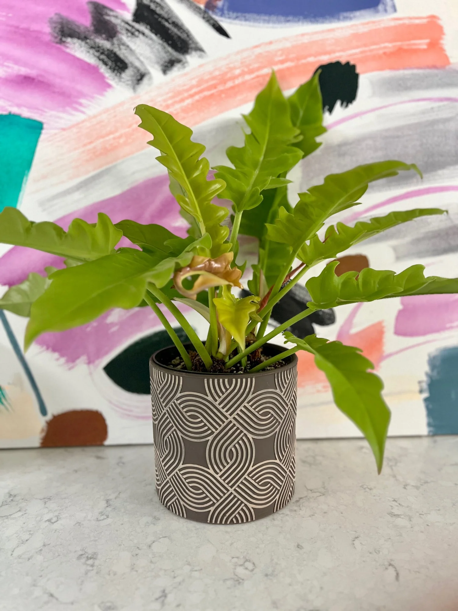 Philodendron Golden Ring of Fire  The Tender Gardener