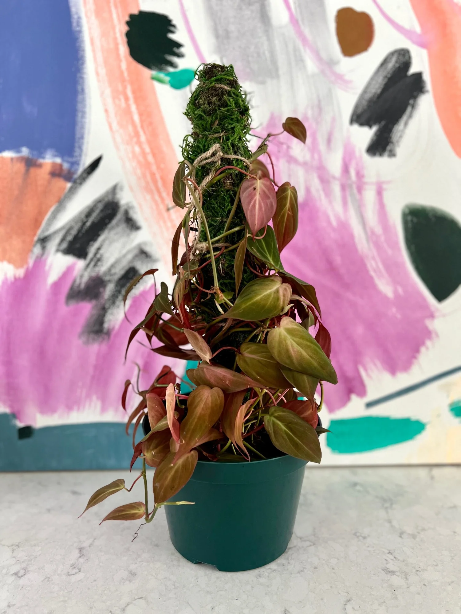 Philodendron Micans  The Tender Gardener