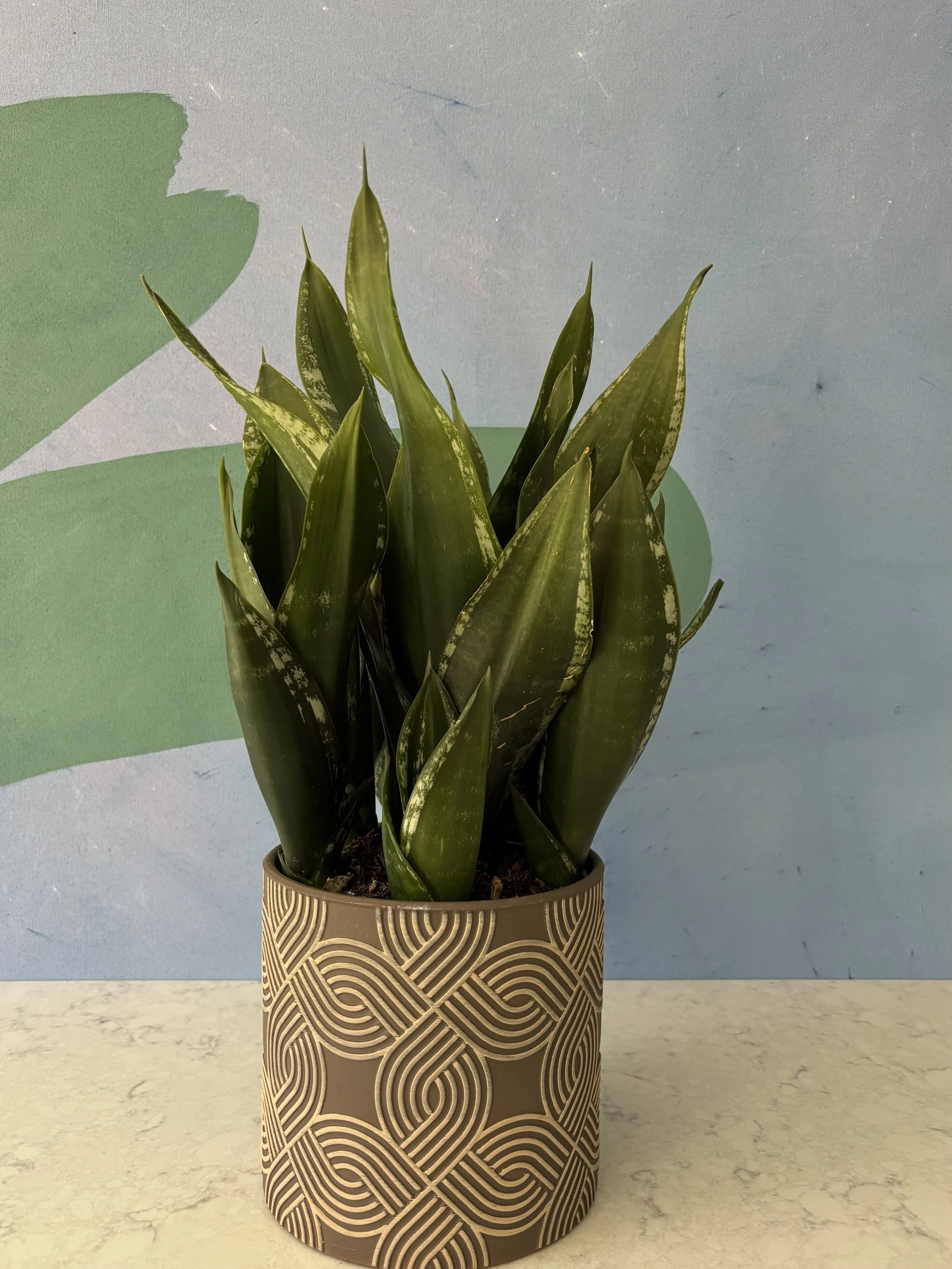 Sansevieria 'Whitney'