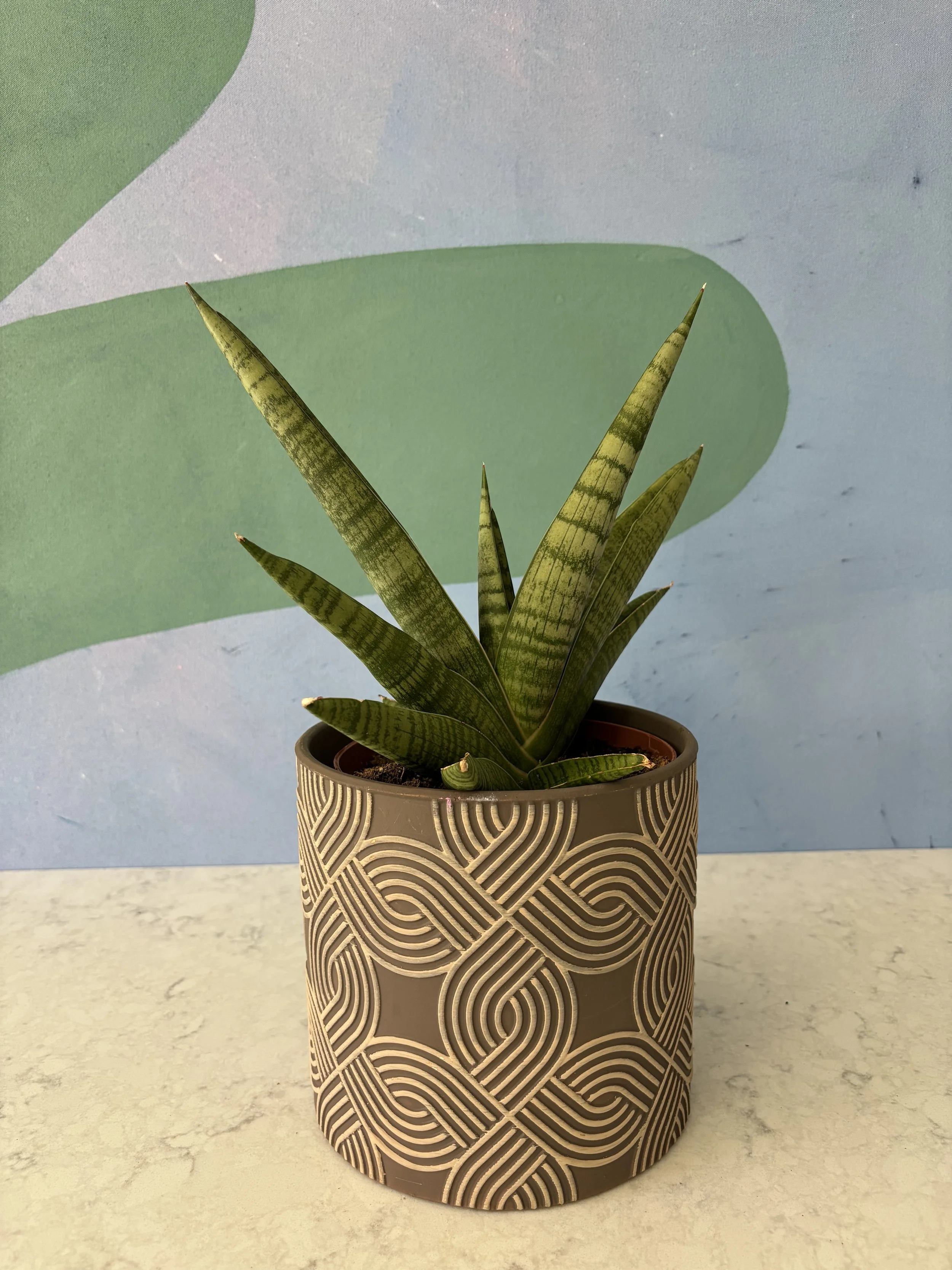 Sansevieria Gojo
