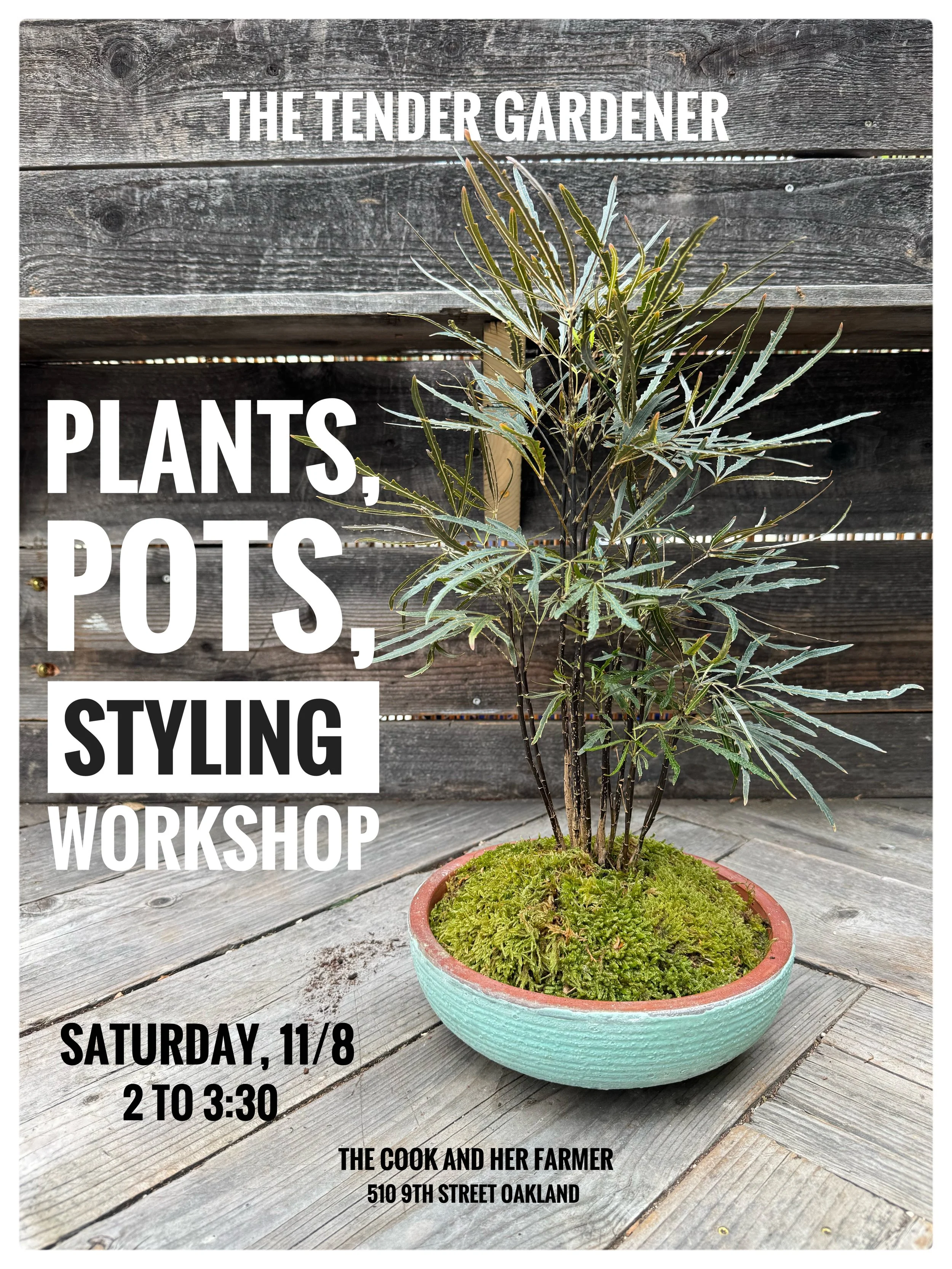 Plants, Potting, & Styling Workshop!