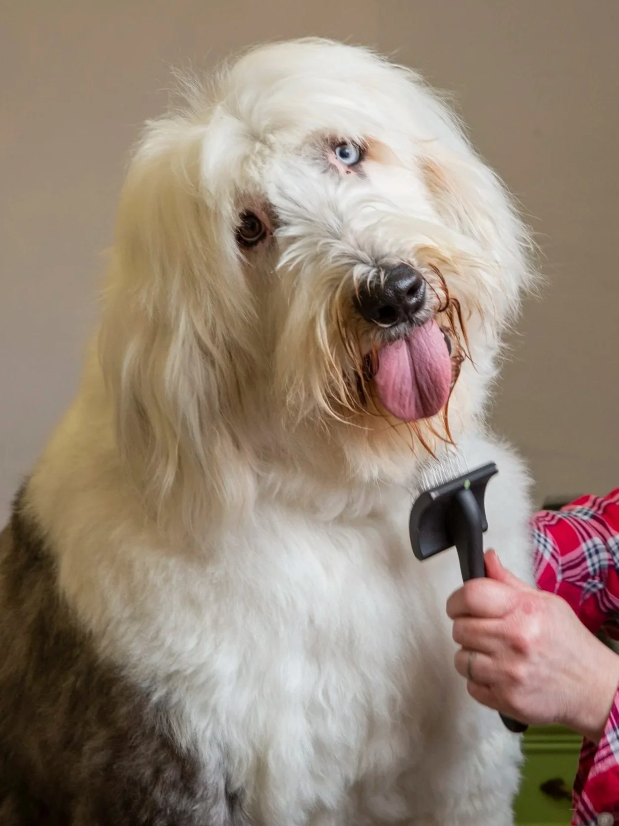 Green Collar Grooming