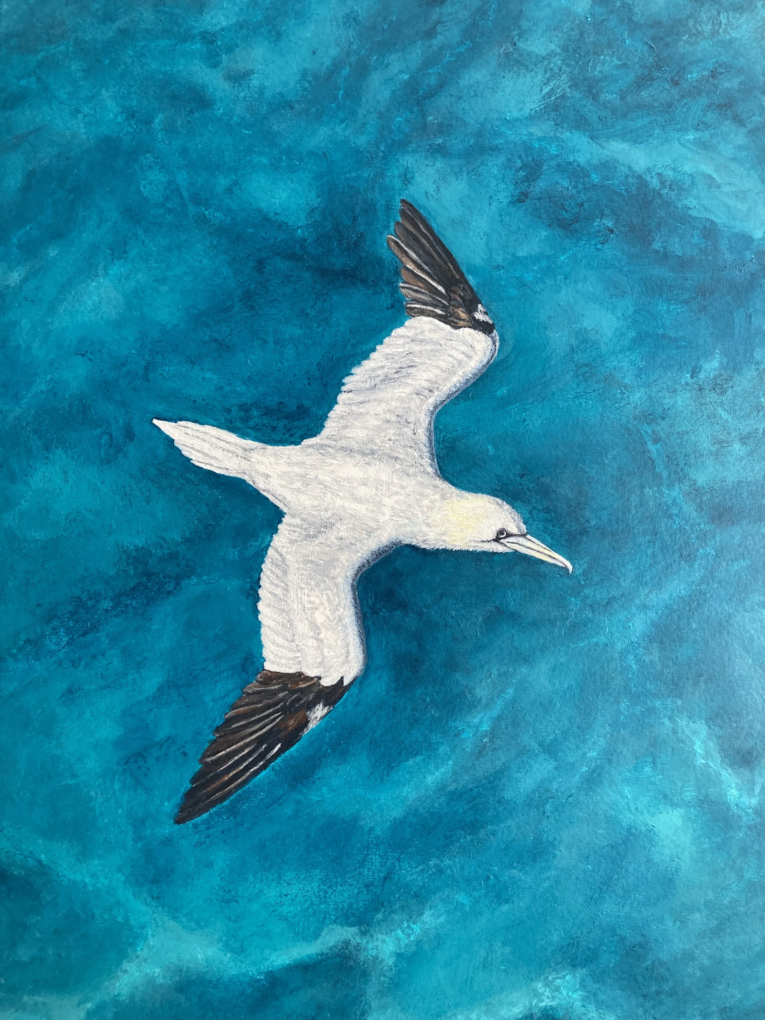 Patrolling the Seas by Joy Clifton is an original acrylic painting featuring a gannet from an aerial perspective. Unique seascape and wildlife art.