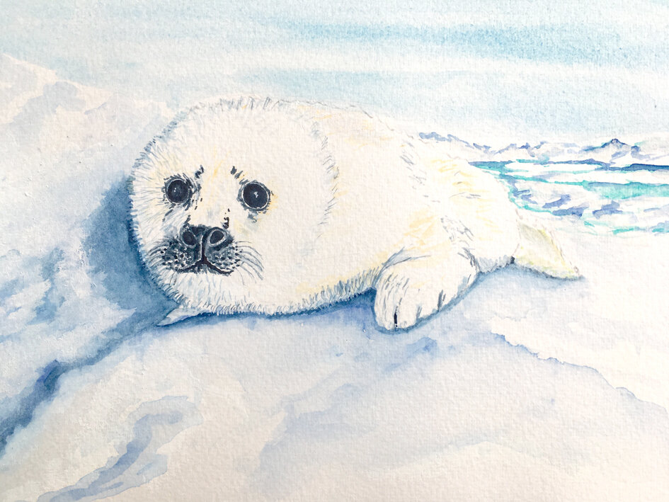 Harp Seal web size.jpg