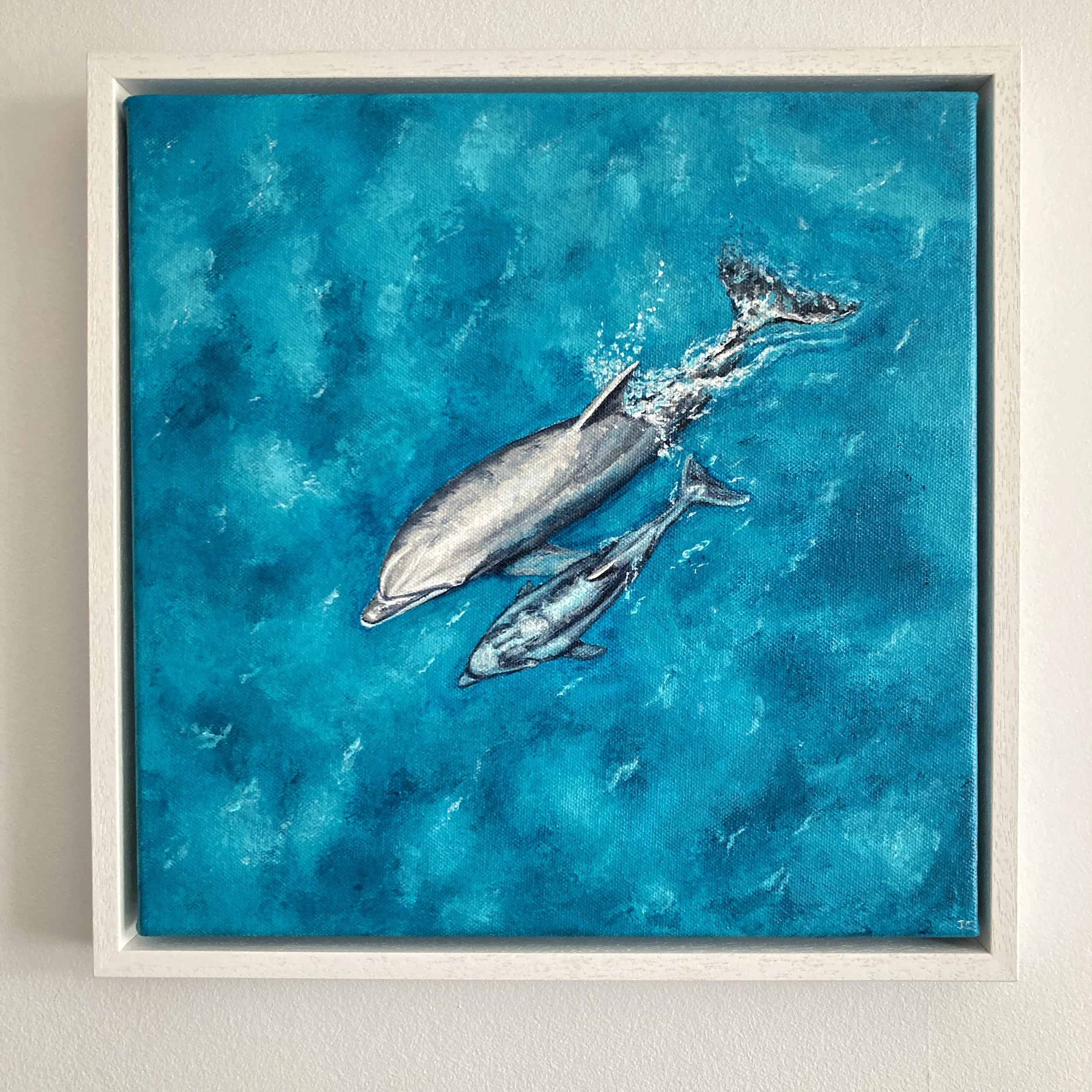 Bottlenose Dolphin