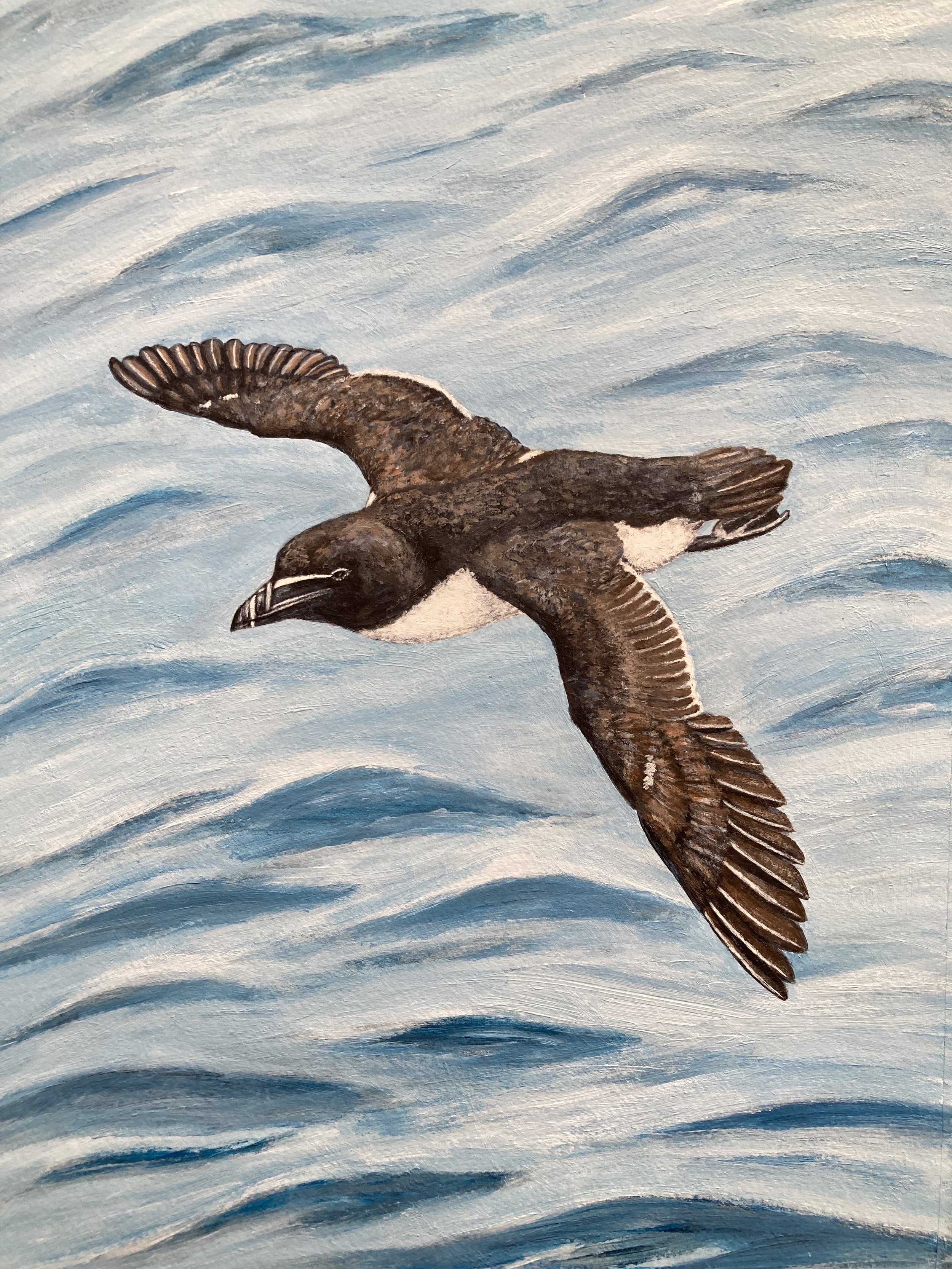 Razorbill by Joy Clifton is an original acrylic painting of a razorbill, capturing British coastal wildlife through unique aerial bird art.