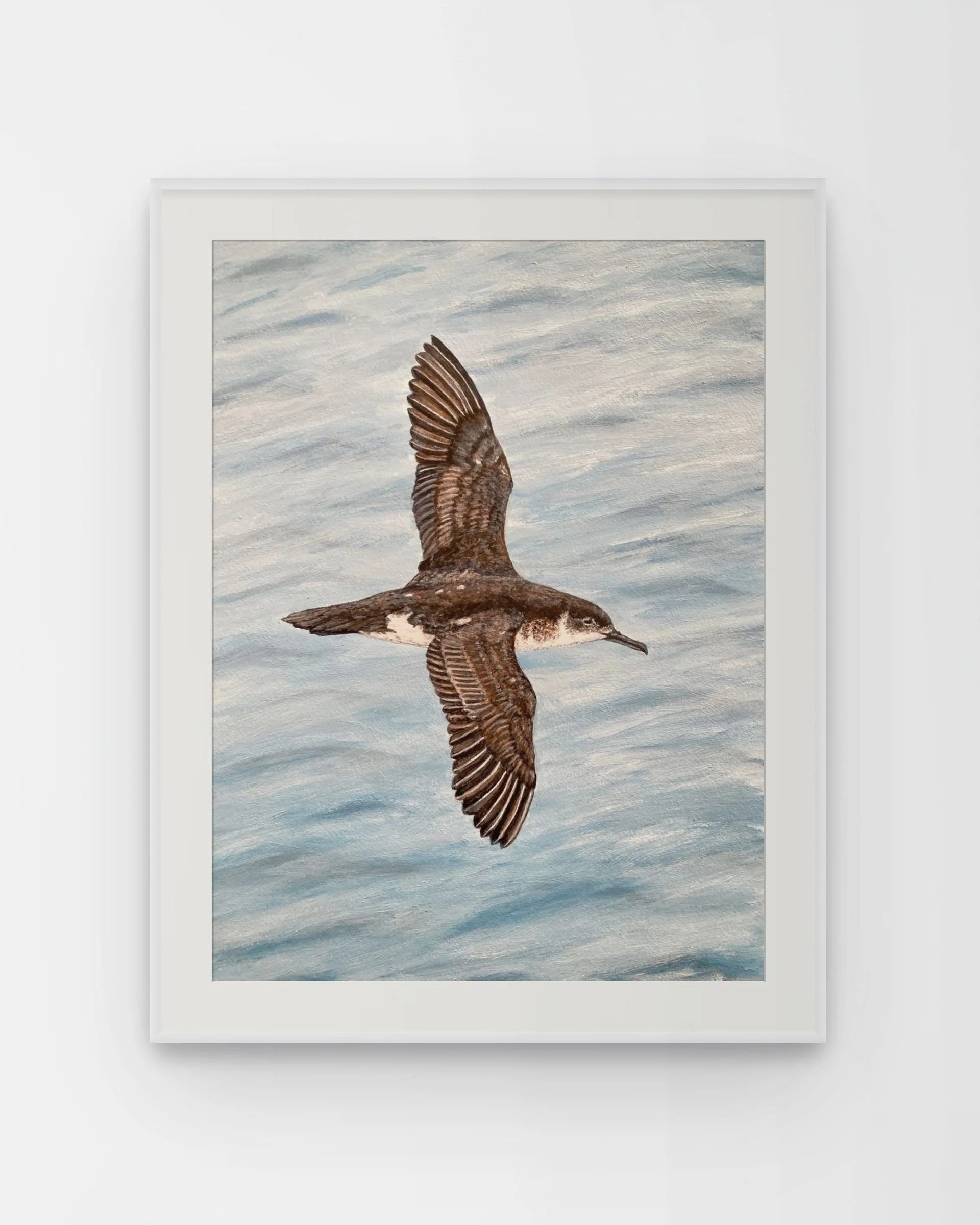 Manx Shearwater by Joy Clifton is an original acrylic seabird painting, capturing British coastal wildlife from an aerial perspective. Beautiful framed wildlife art.