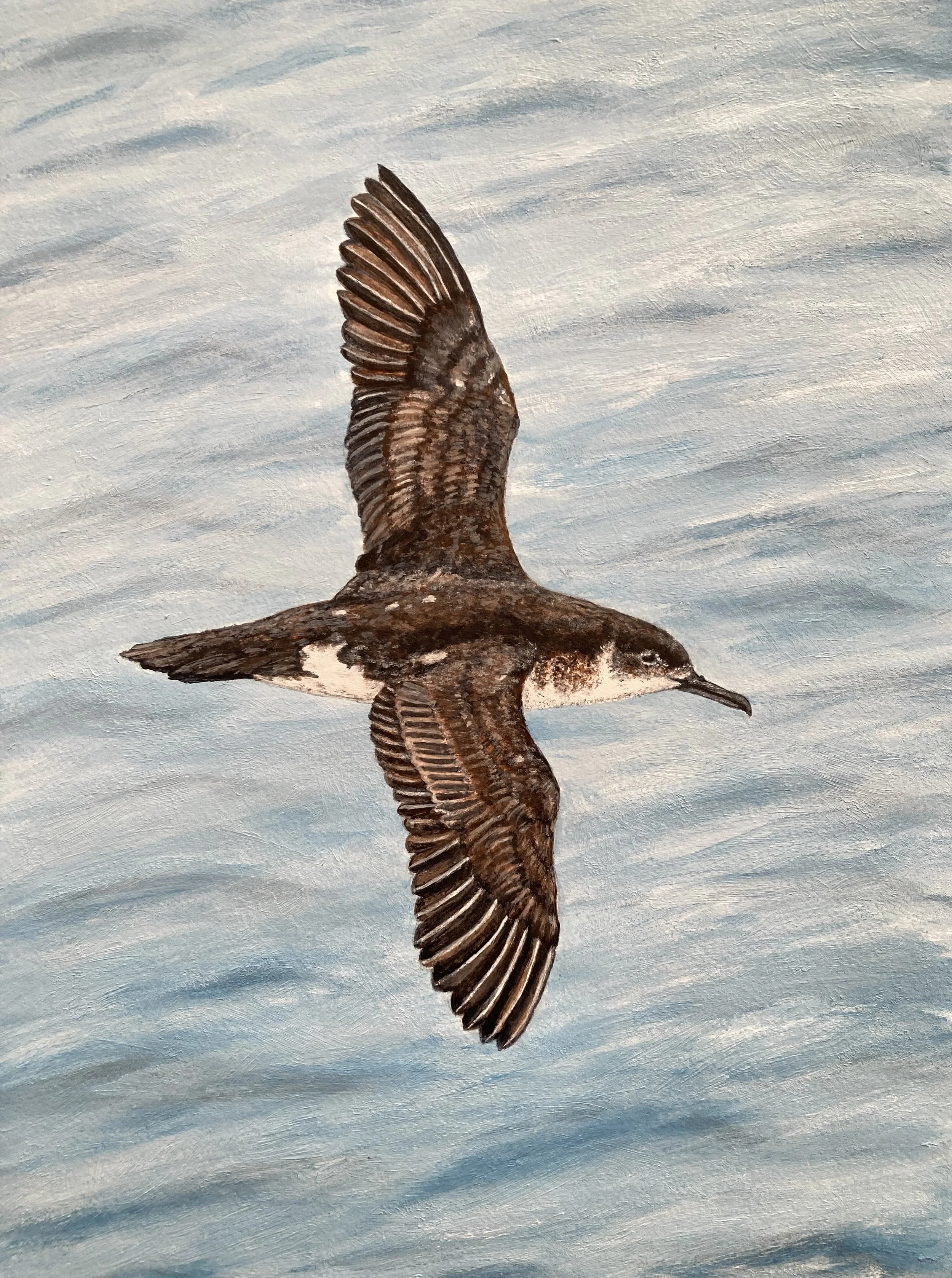 Manx Shearwater by Joy Clifton is an original acrylic seabird painting, capturing British coastal wildlife from an aerial perspective. Beautiful framed wildlife art.