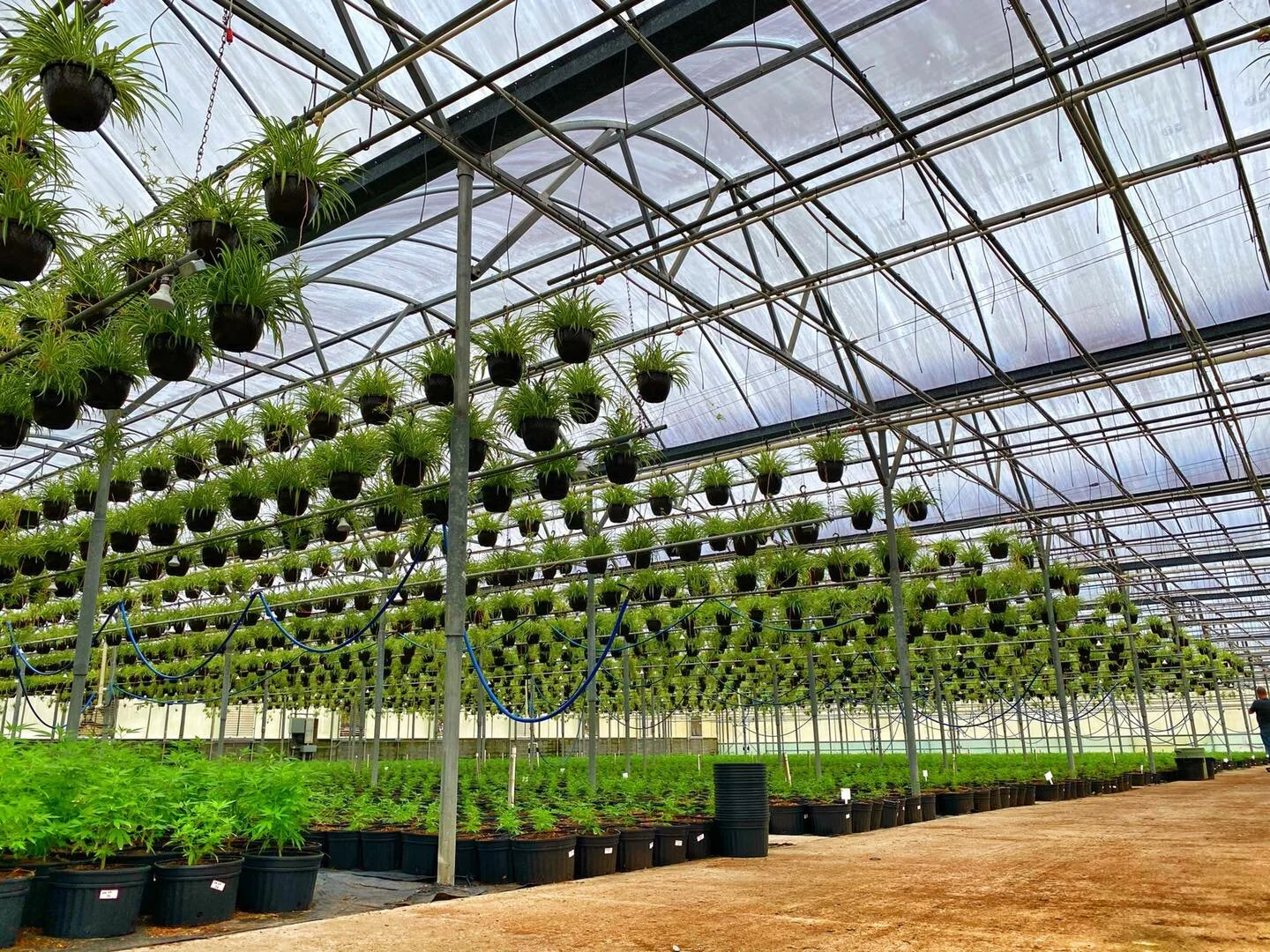 Hemp Flower and CBD Wholesale Alabama Samson Extracts