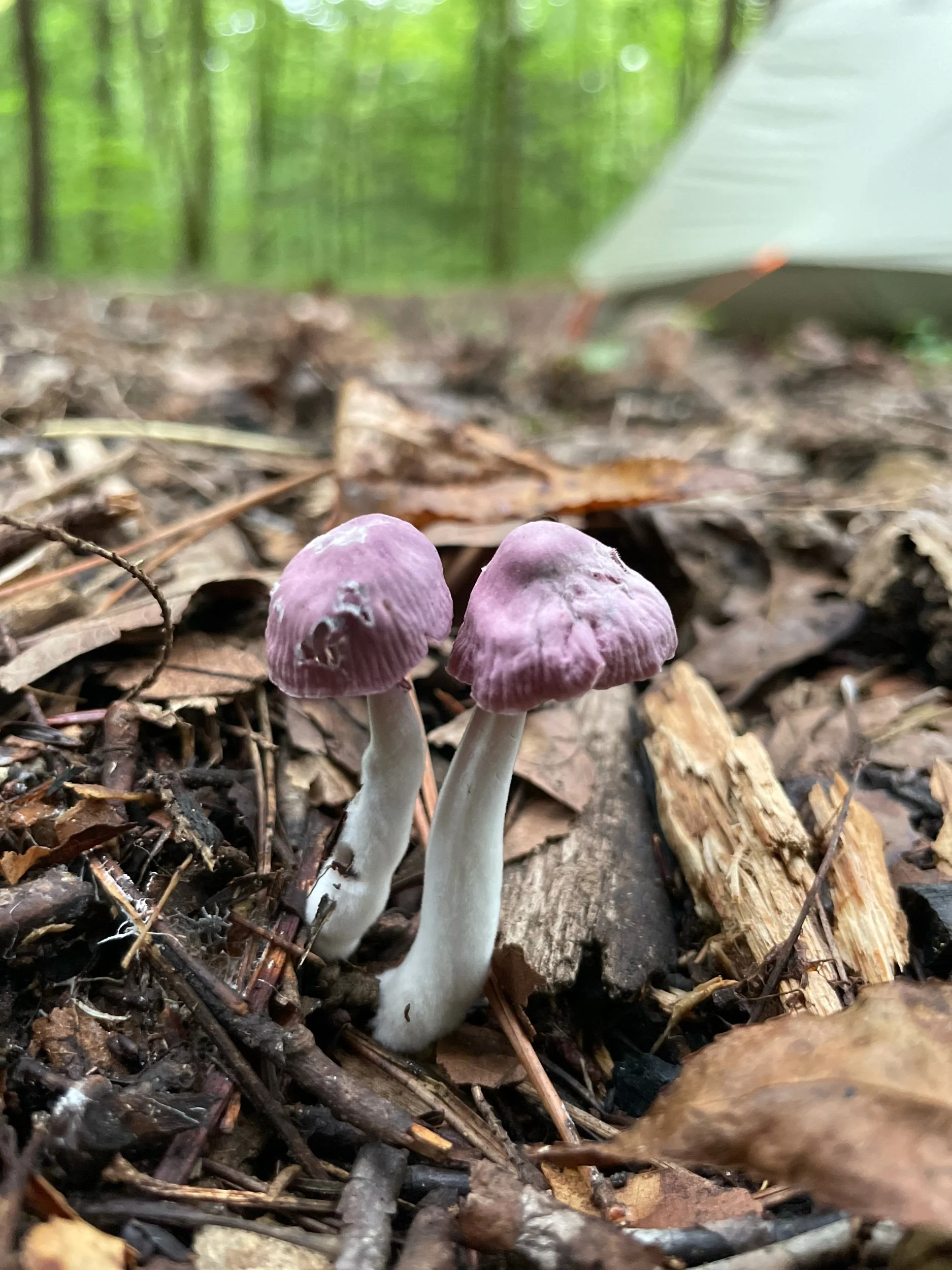 IMG_0729.jpeg