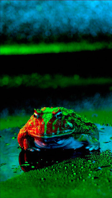 Frog