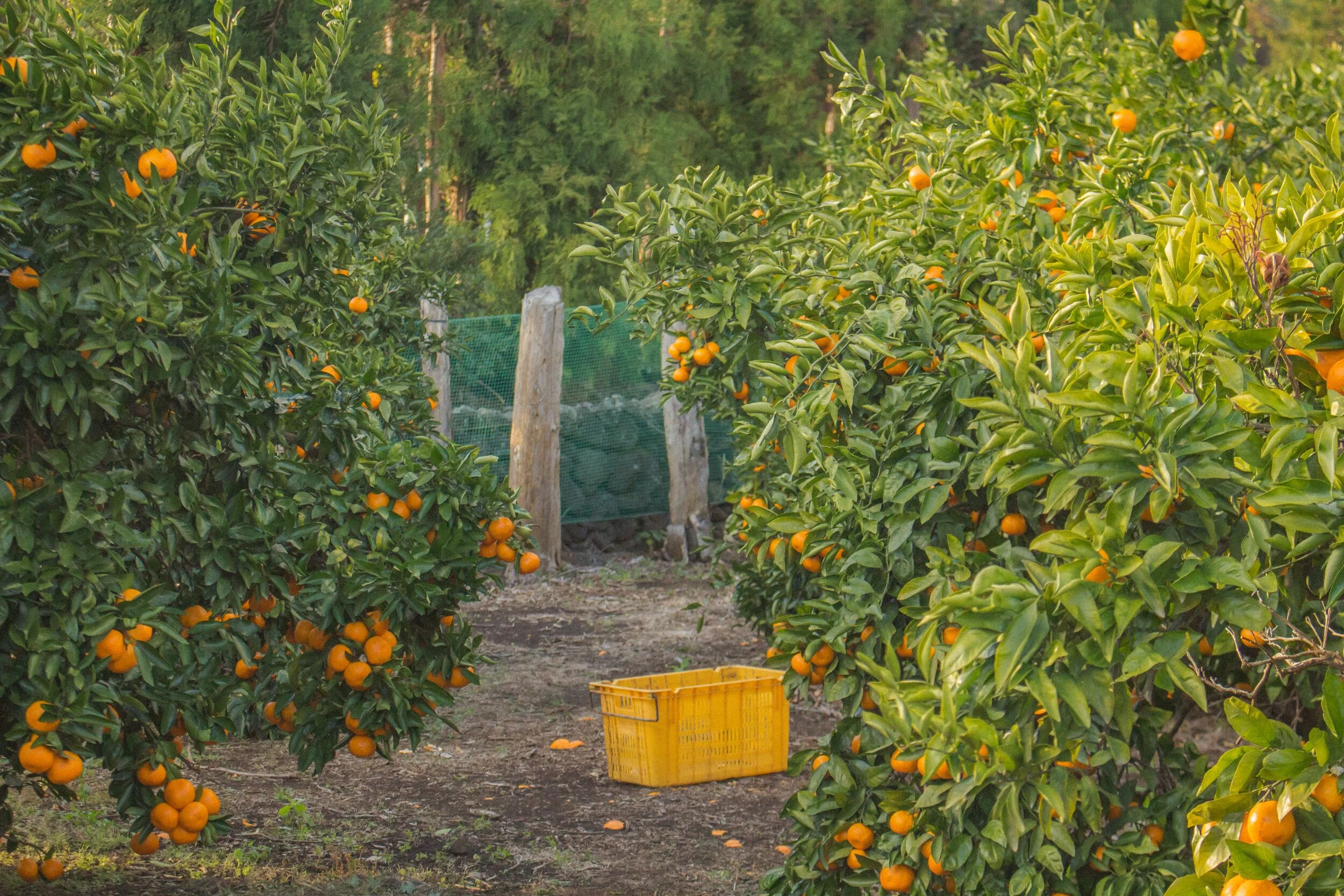 Orange Grove.jpg